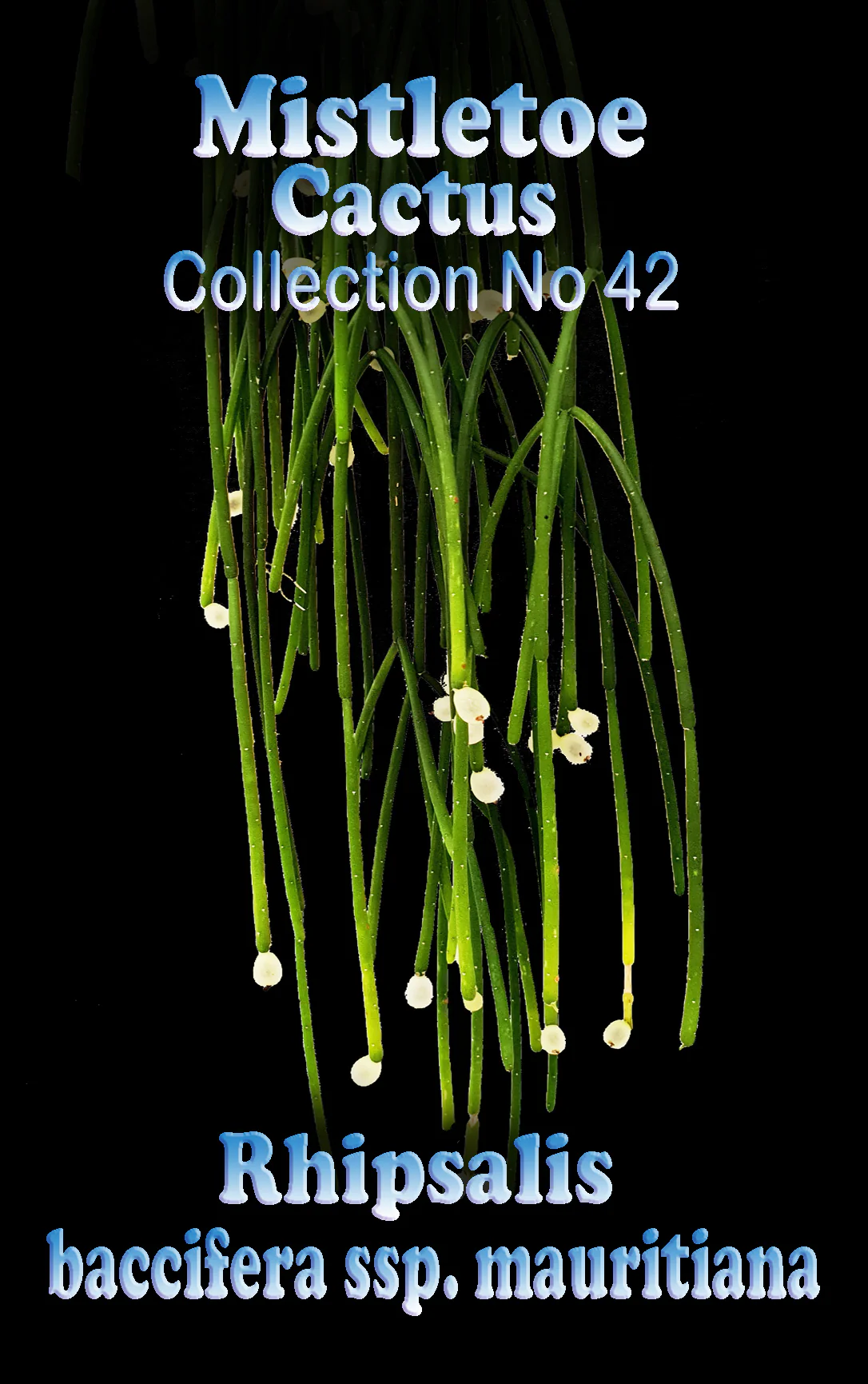 Rhipsalis baccifera subsp. mauritiana - Mistletoe Cactus - Image 3