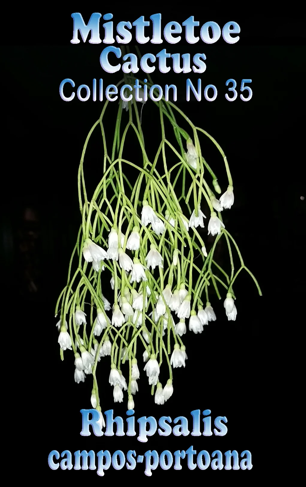 Rhipsalis campos-portoana - Mistletoe Cactus - Image 3