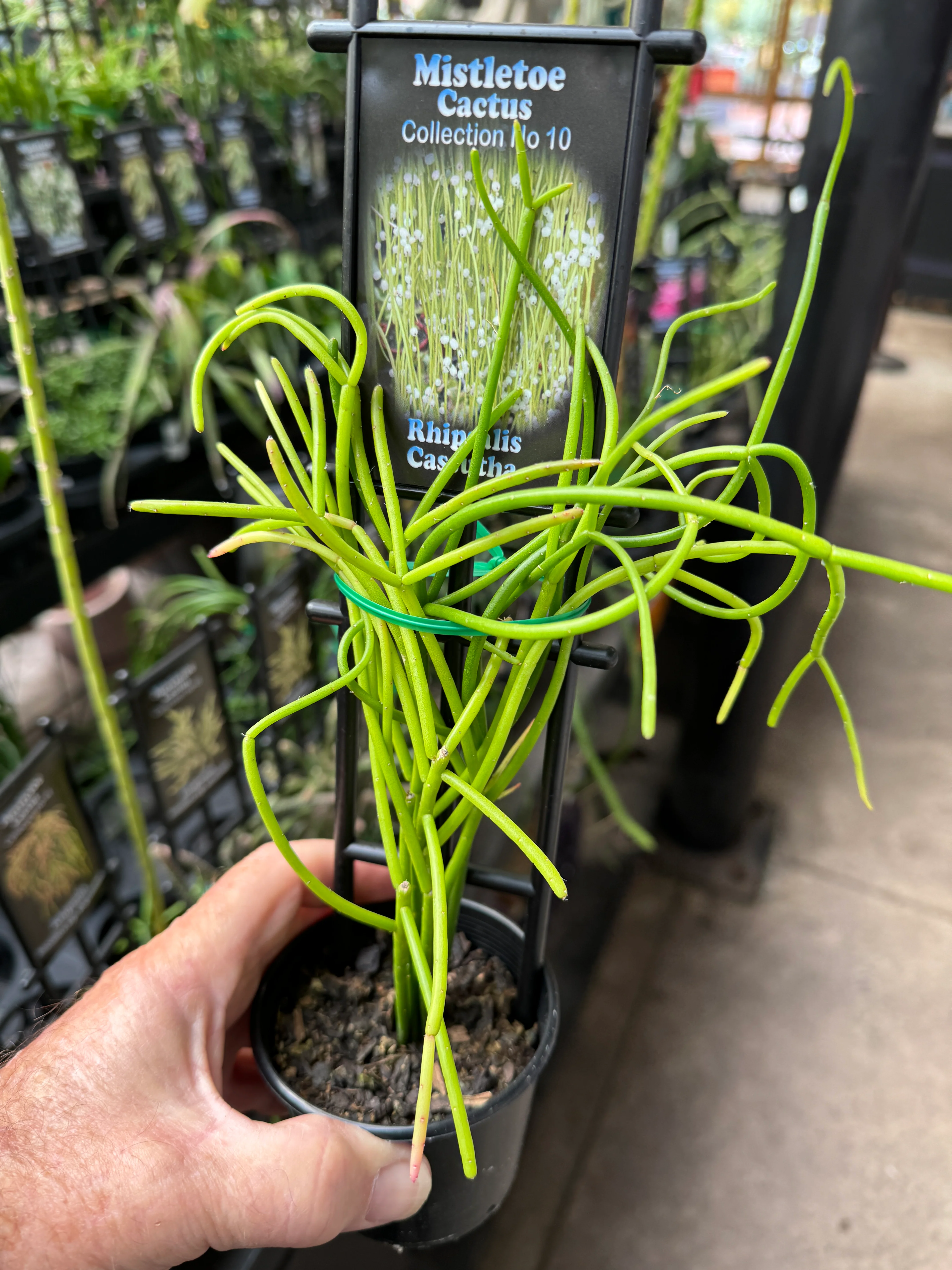 Rhipsalis cassutha - Mistletoe Cactus - Image 3