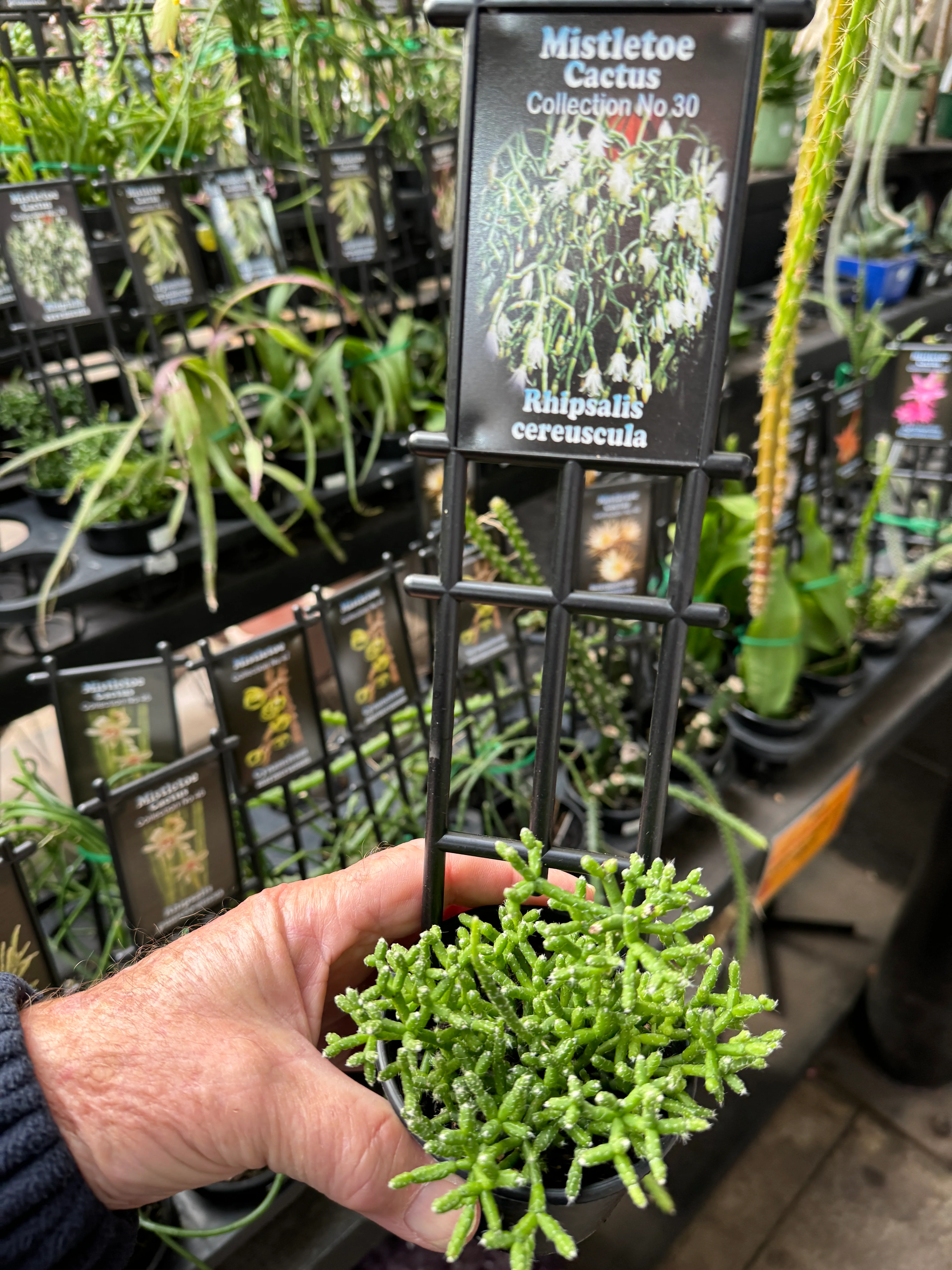Rhipsalis cereuscula - Mistletoe Cactus - Image 3