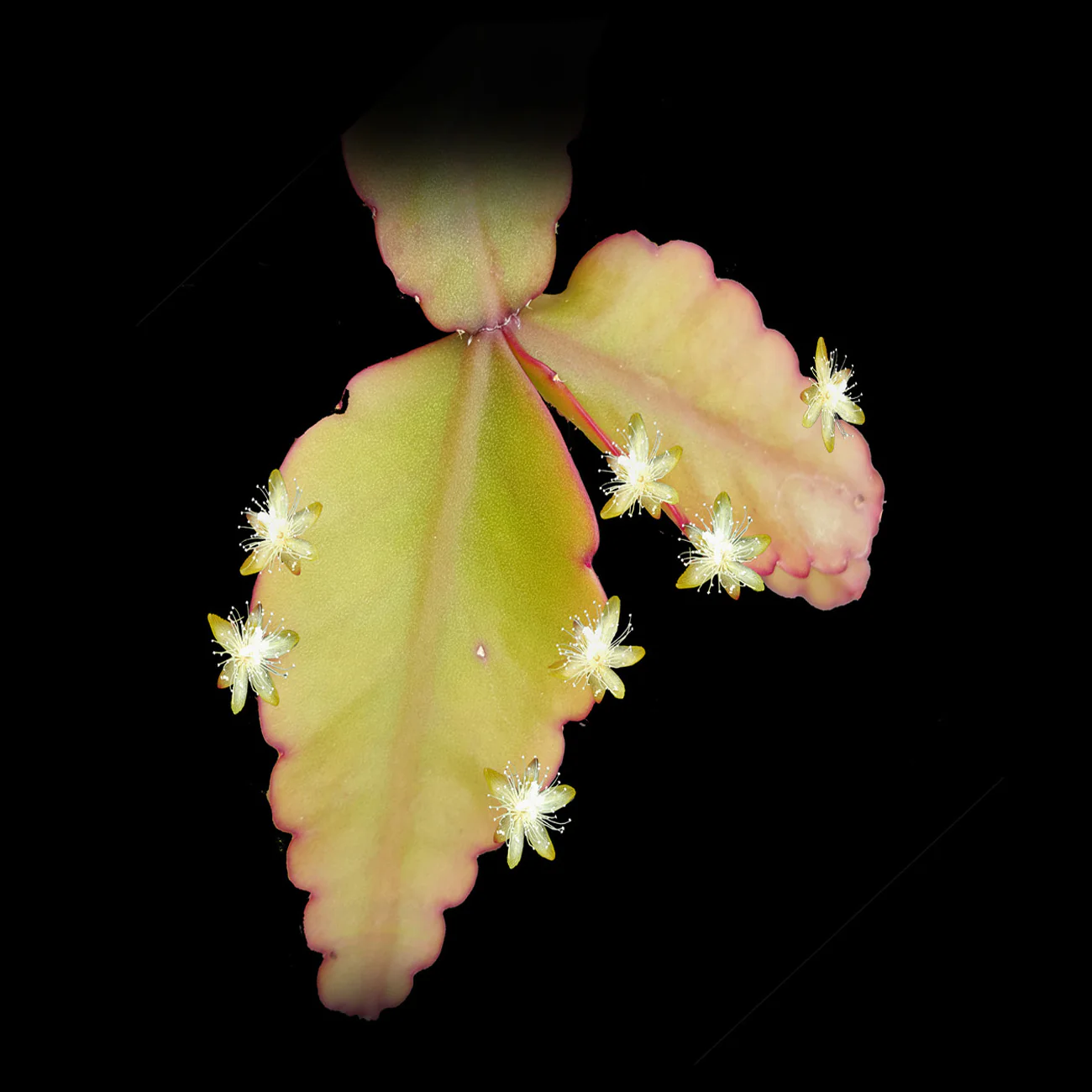 Rhipsalis elliptica - Mistletoe Cactus