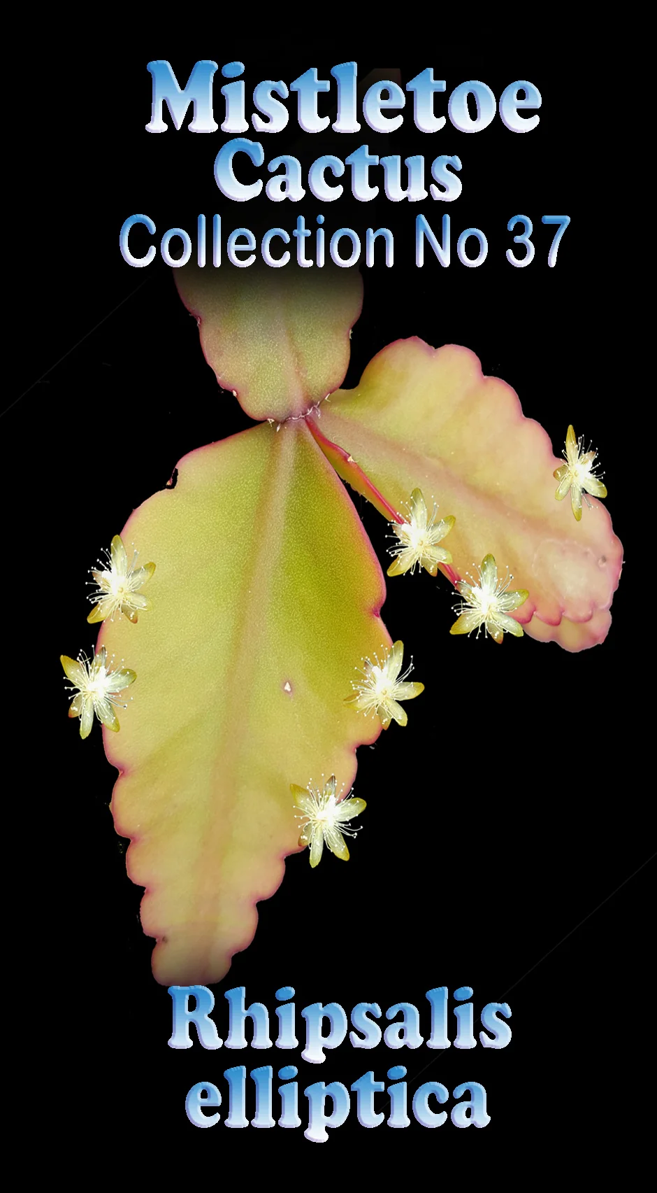 Rhipsalis elliptica - Mistletoe Cactus - Image 2