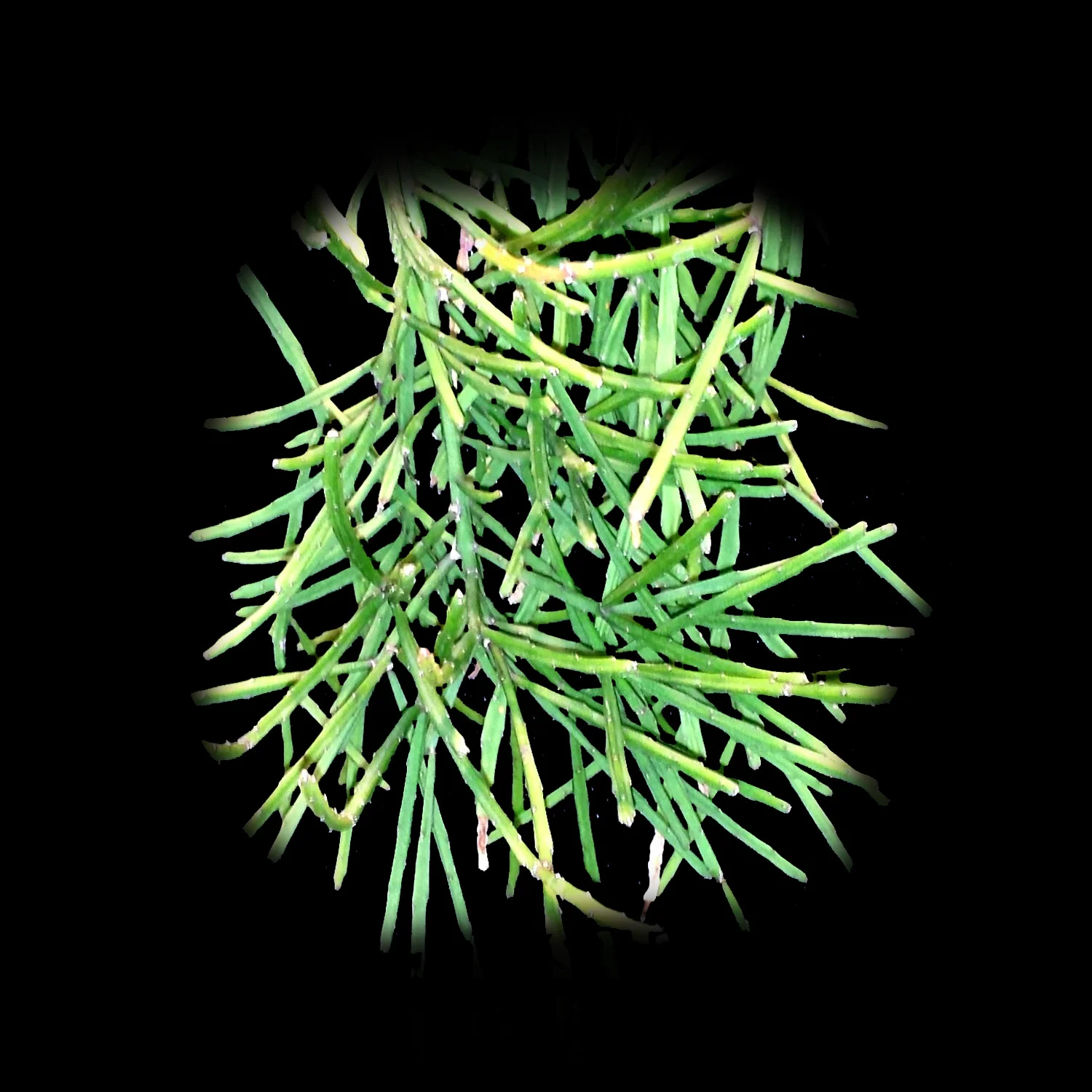 Rhipsalis ewaldiana - Mistletoe Cactus