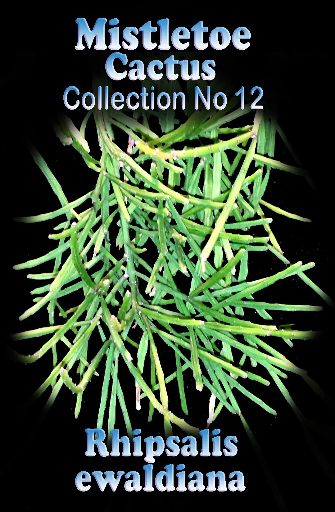 Rhipsalis ewaldiana - Mistletoe Cactus - Image 2