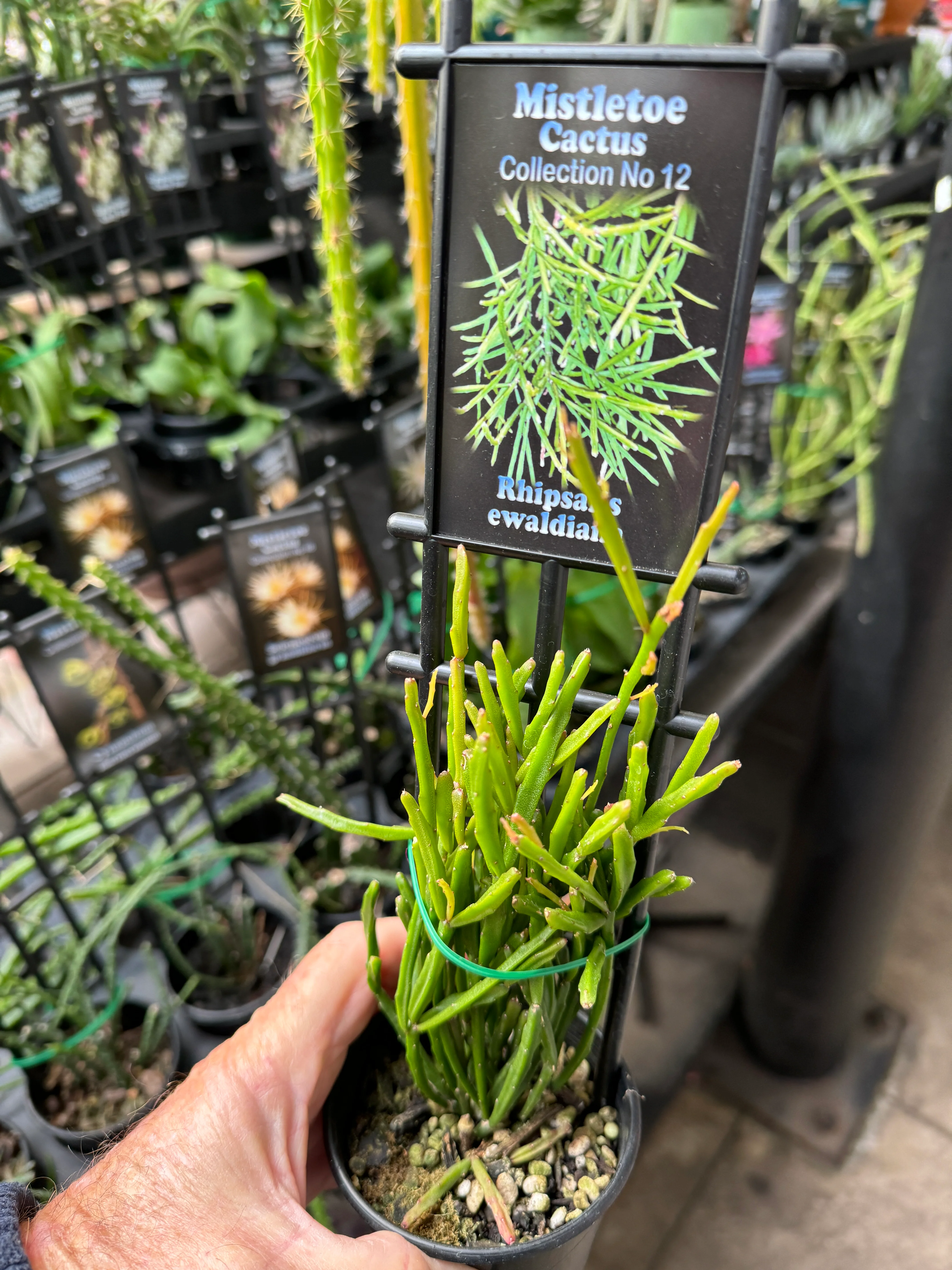 Rhipsalis ewaldiana - Mistletoe Cactus - Image 3