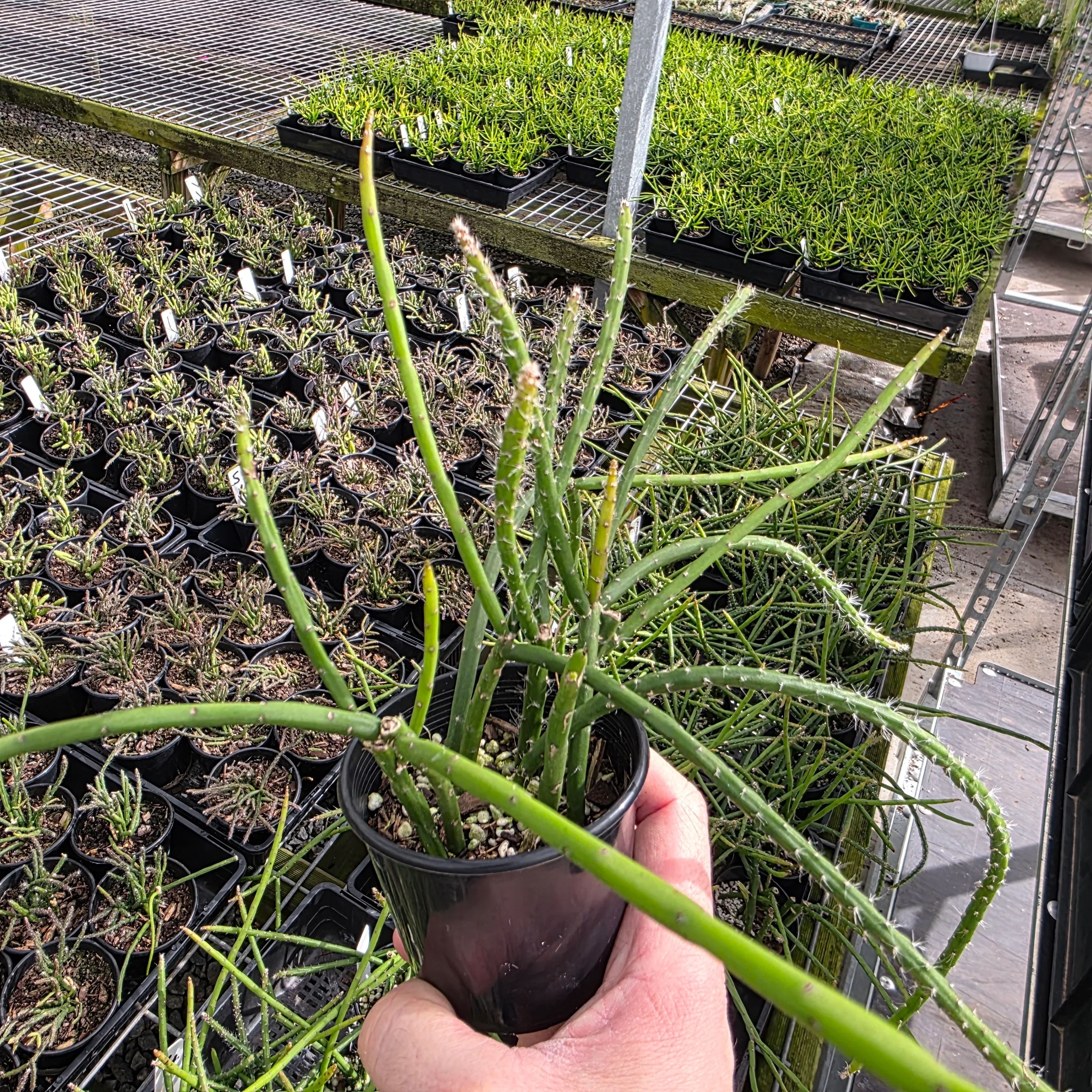 Rhipsalis flagelliformis - Mistletoe Cactus (WA - Prohibited) - Image 2