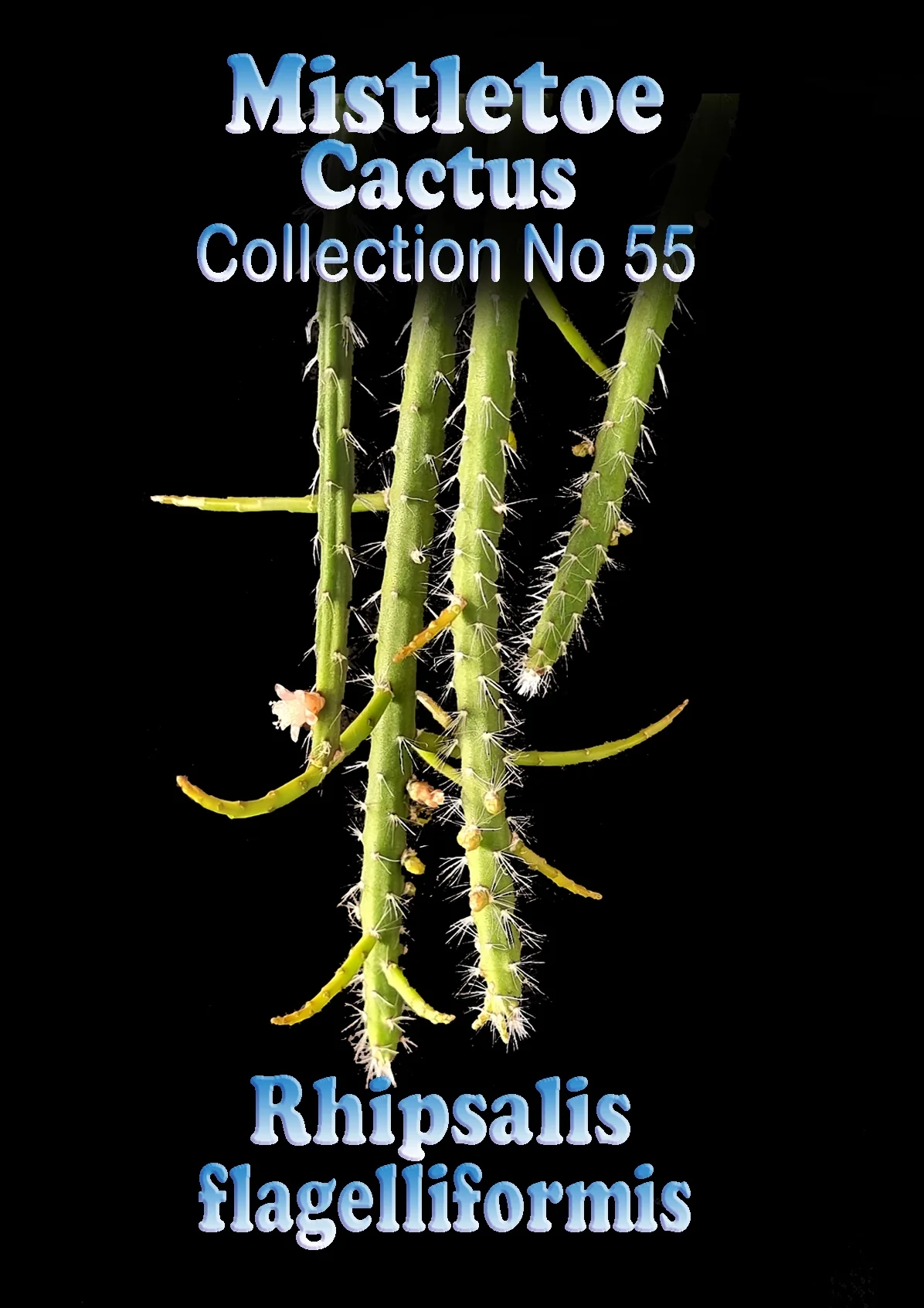 Rhipsalis flagelliformis - Mistletoe Cactus (WA - Prohibited) - Image 3