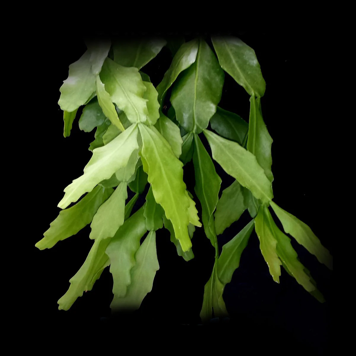 Rhipsalis goebeliana - Mistletoe Cactus