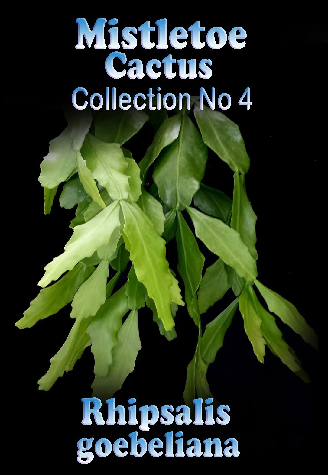 Rhipsalis goebeliana - Mistletoe Cactus - Image 2