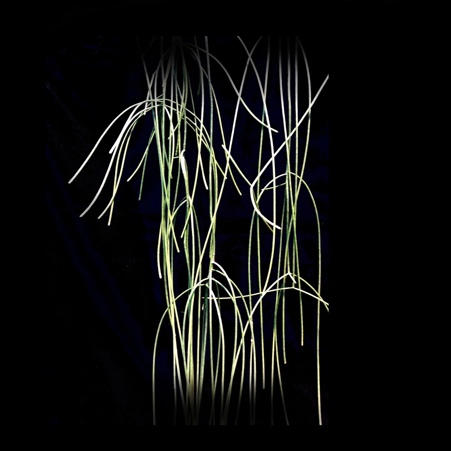Rhipsalis hoelleri - Mistletoe Cactus