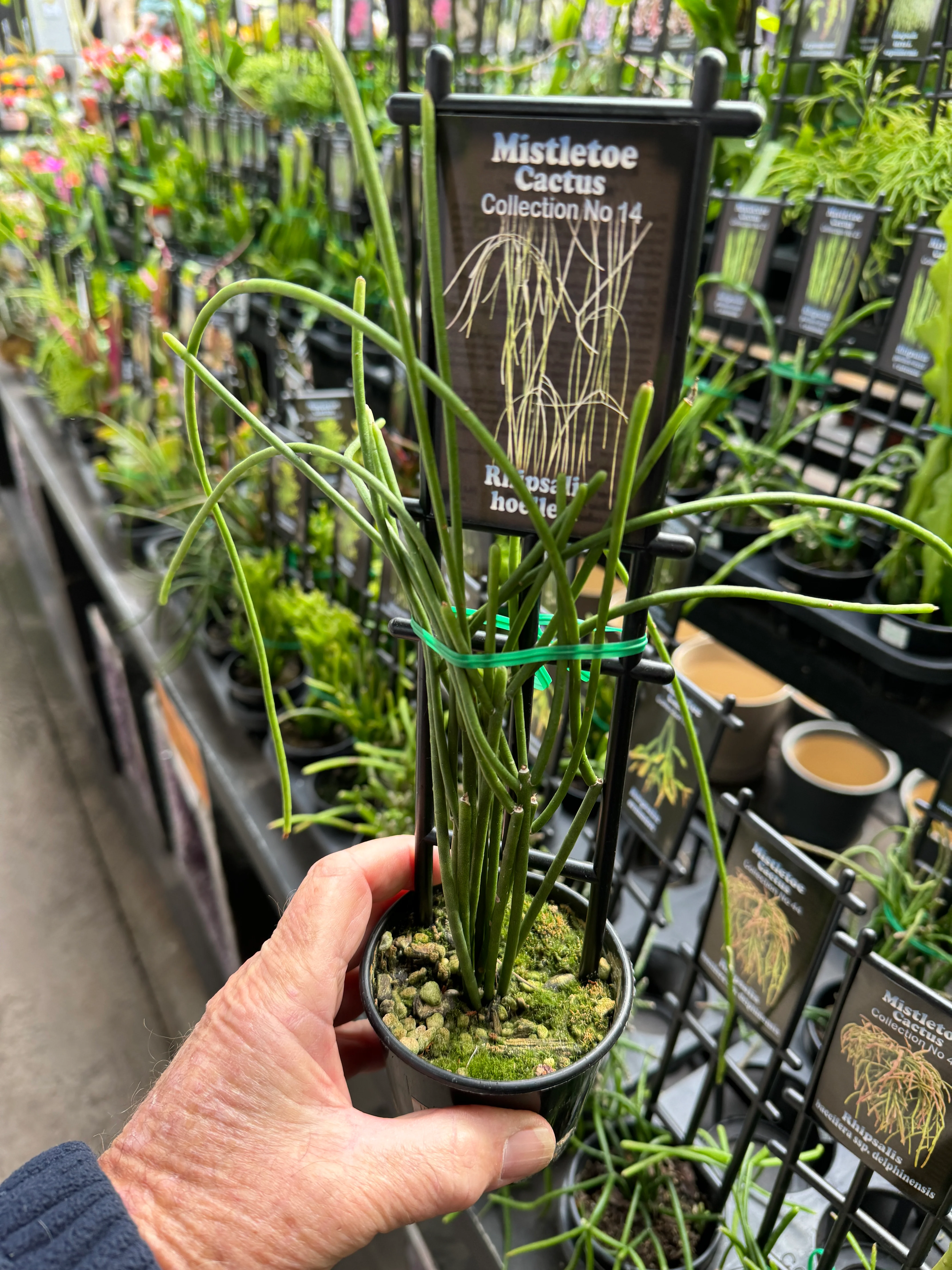 Rhipsalis hoelleri - Mistletoe Cactus - Image 2
