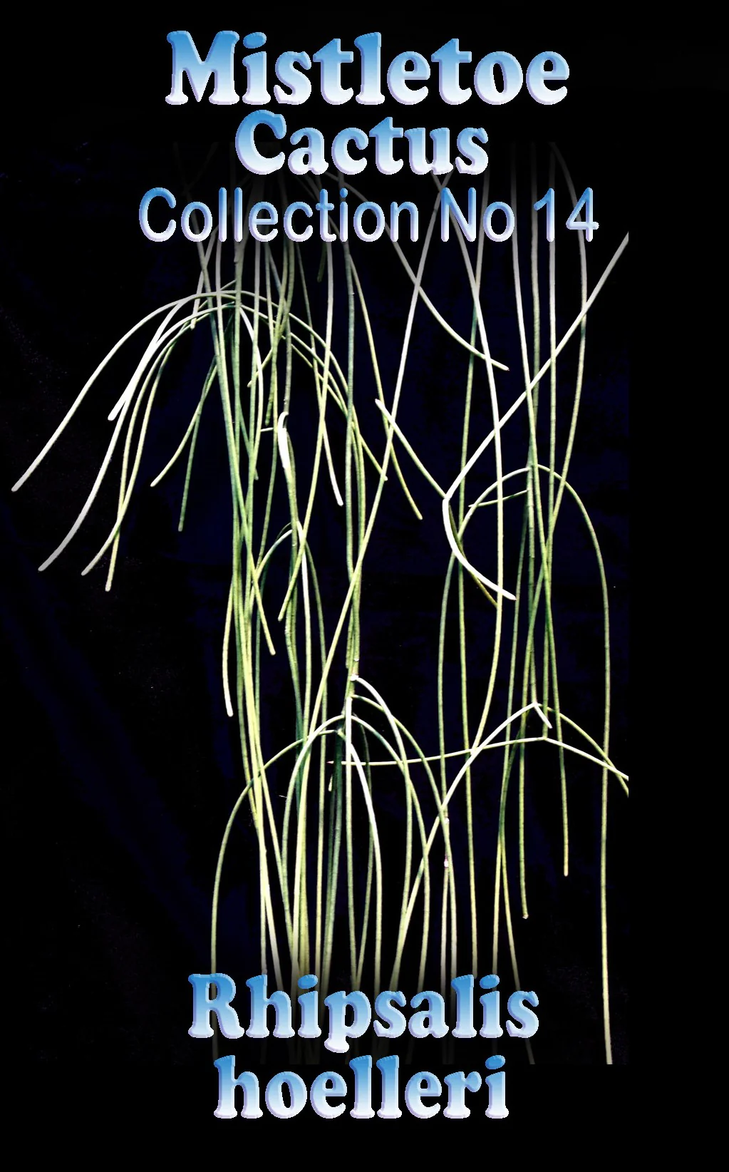 Rhipsalis hoelleri - Mistletoe Cactus - Image 3