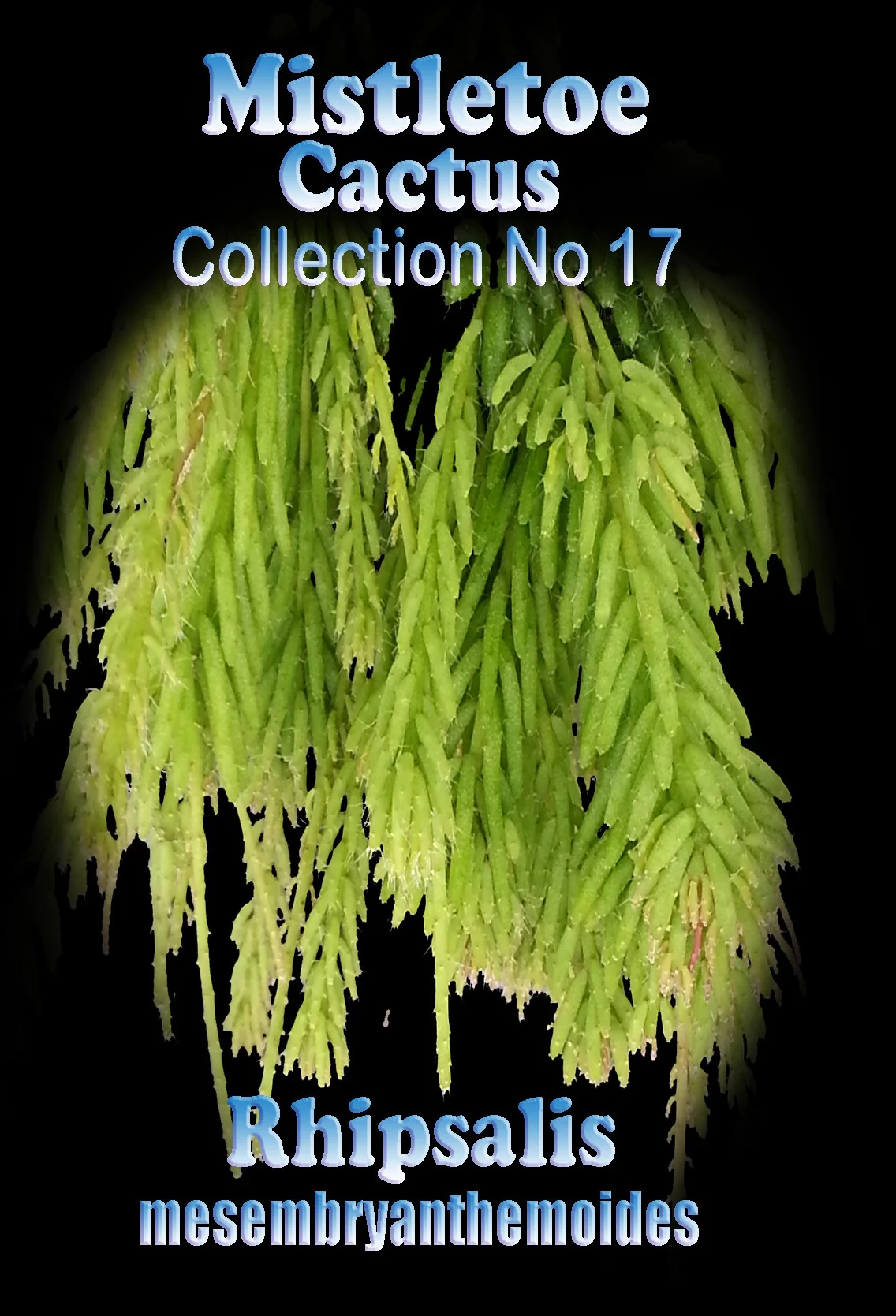 Rhipsalis mesembryanthemoides - Mistletoe Cactus - Image 3