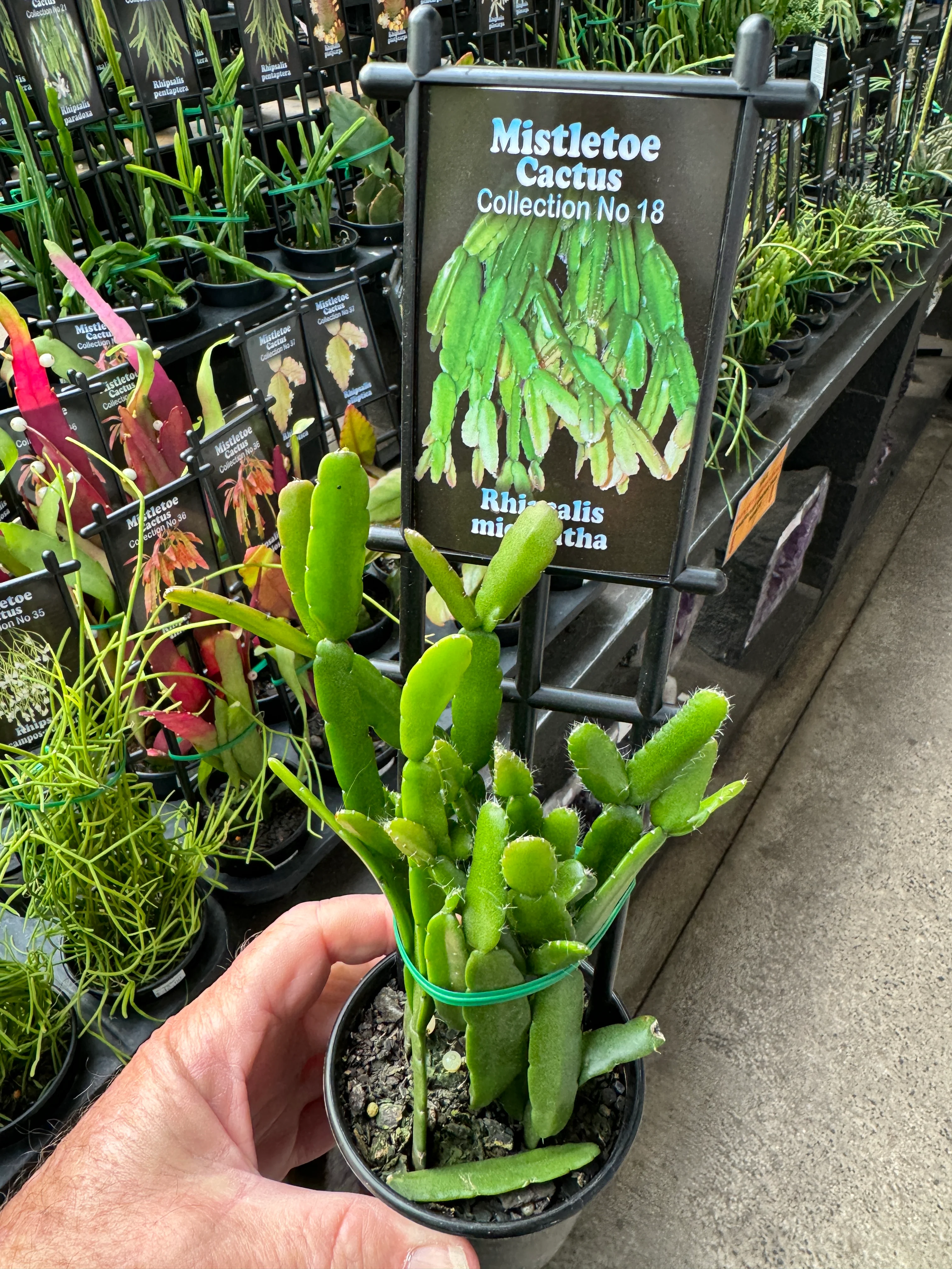 Rhipsalis micrantha - Mistletoe Cactus - Image 3
