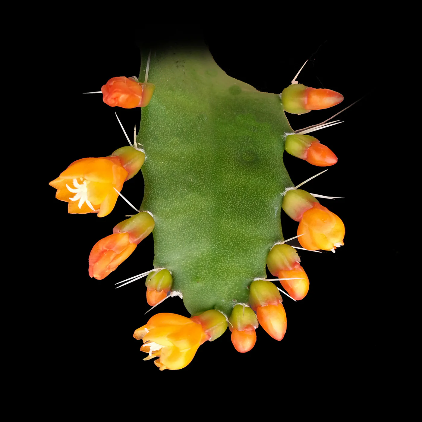 Rhipsalis monacantha - Mistletoe Cactus (syn. Lepismium monacanthum)