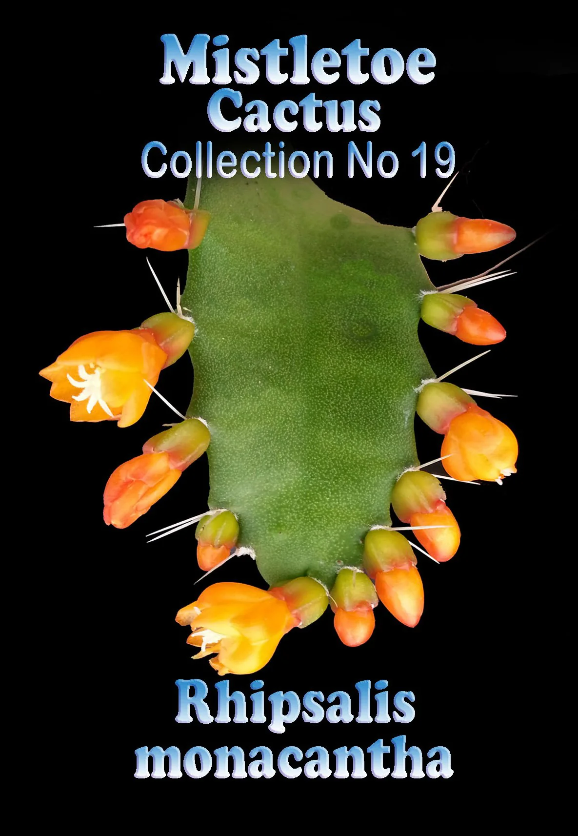 Rhipsalis monacantha - Mistletoe Cactus (syn. Lepismium monacanthum) - Image 3