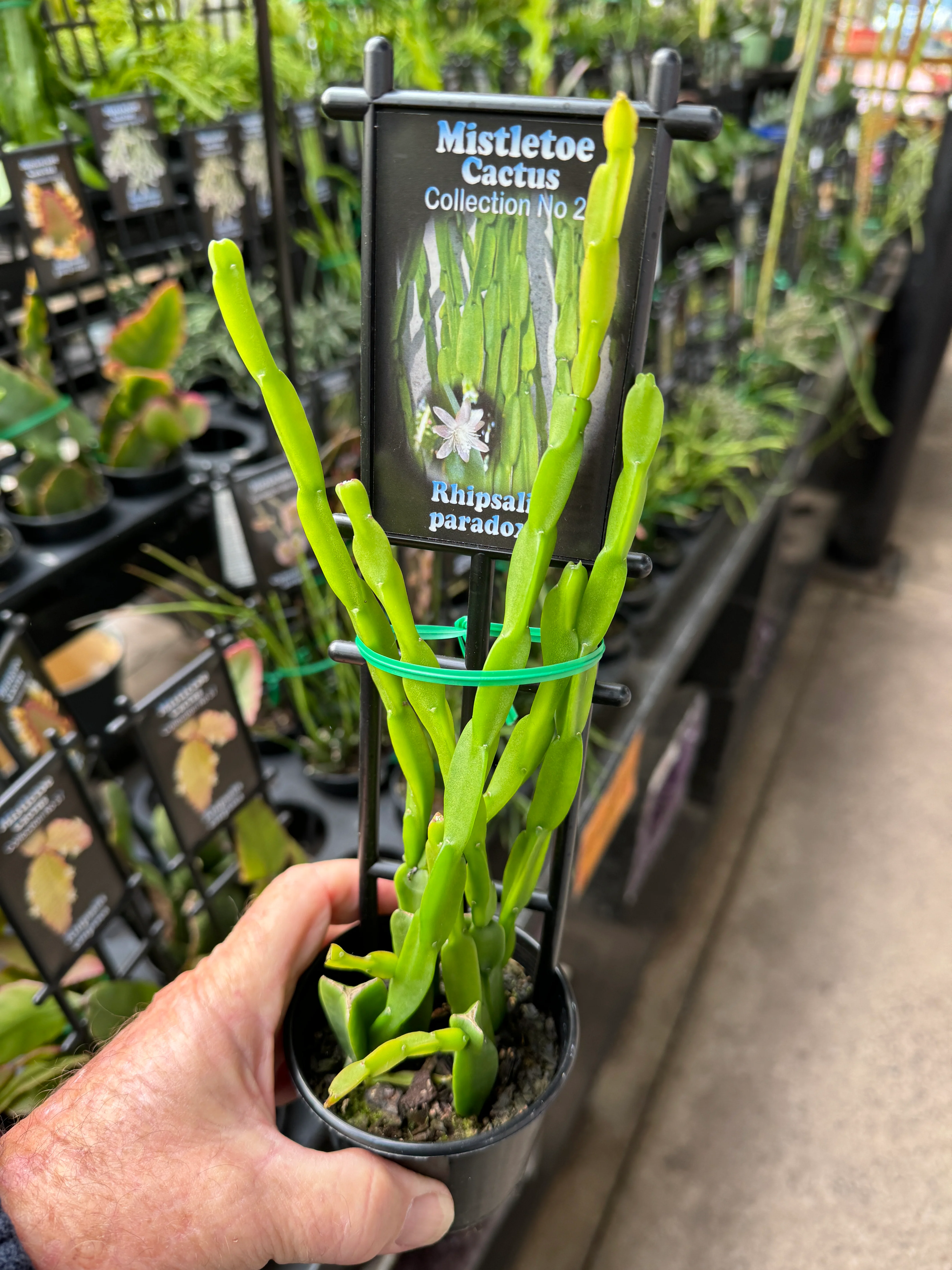 Rhipsalis paradoxa - Mistletoe Cactus - Image 3