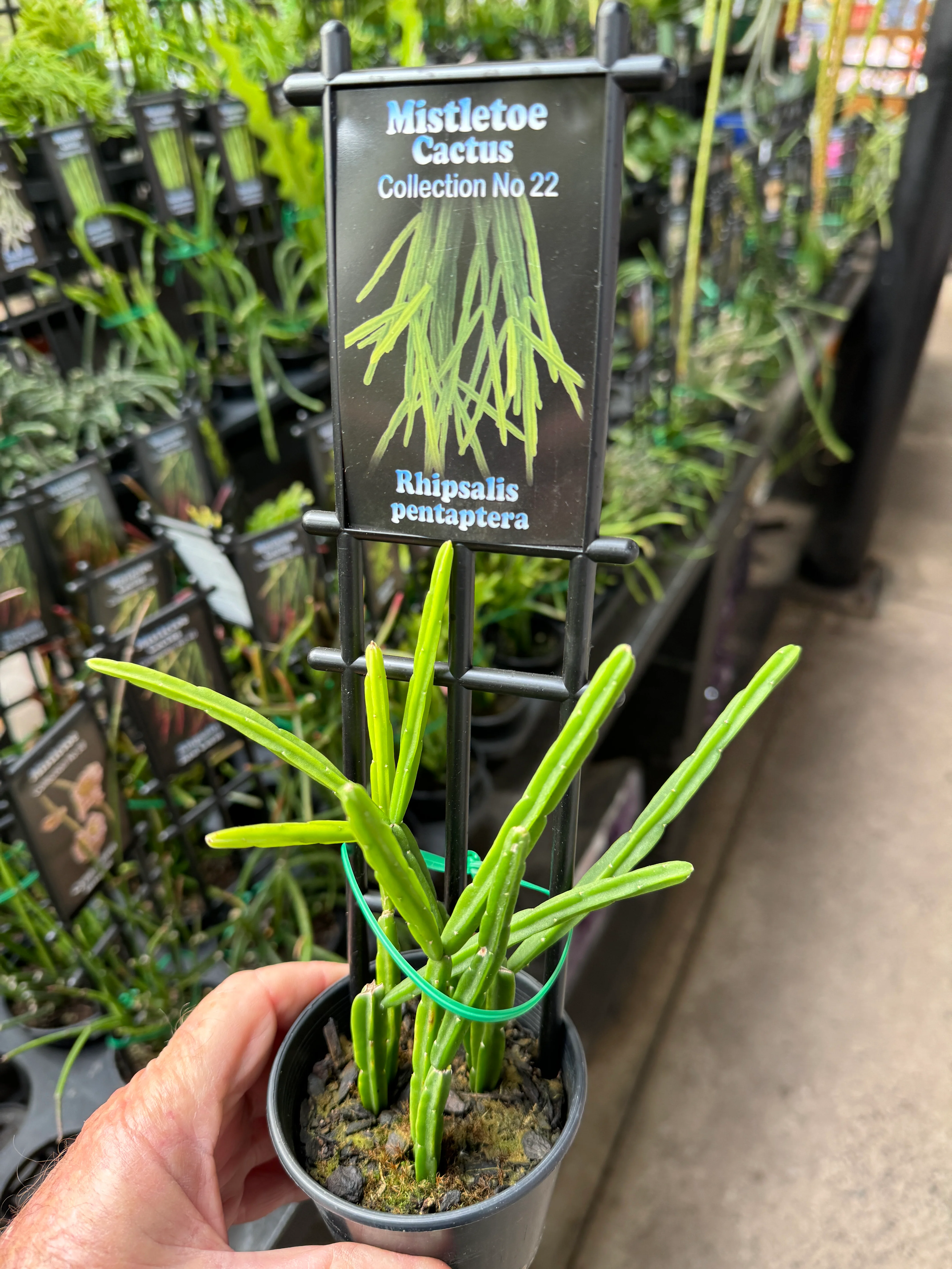 Rhipsalis pentaptera - Mistletoe Cactus - Image 3