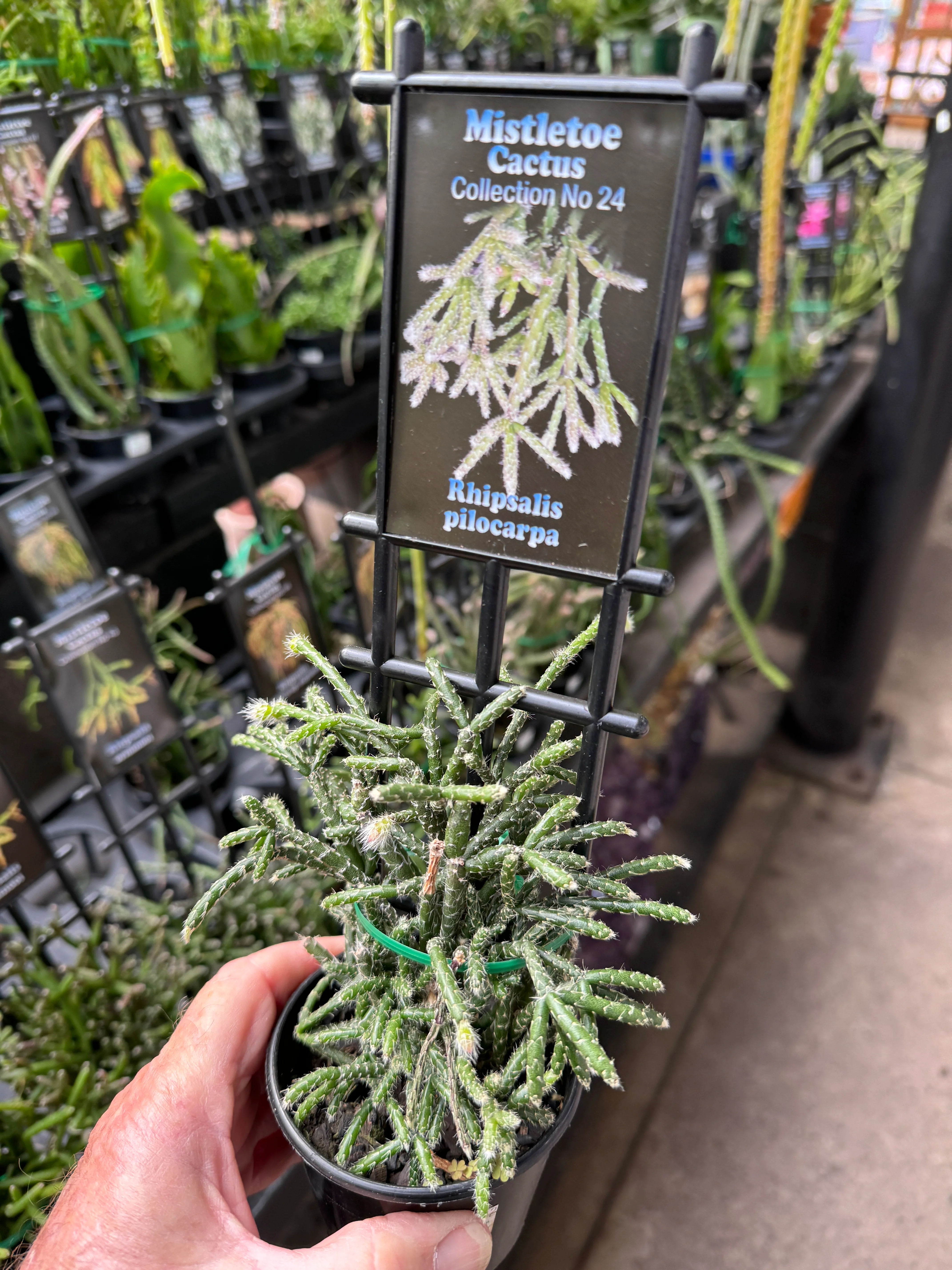 Rhipsalis pilocarpa - Mistletoe Cactus - Image 3