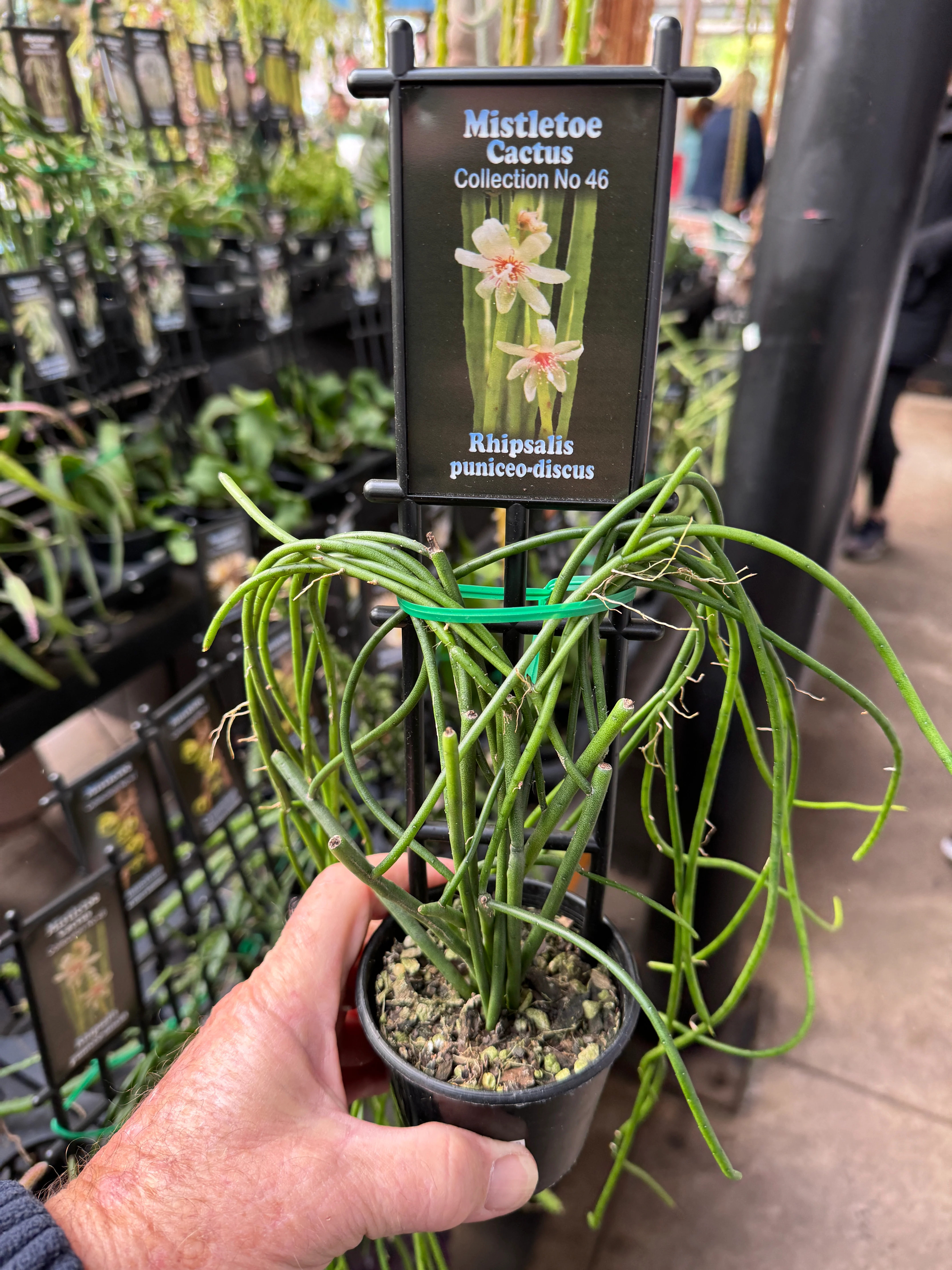 Rhipsalis puniceodiscus - Mistletoe Cactus - Image 2
