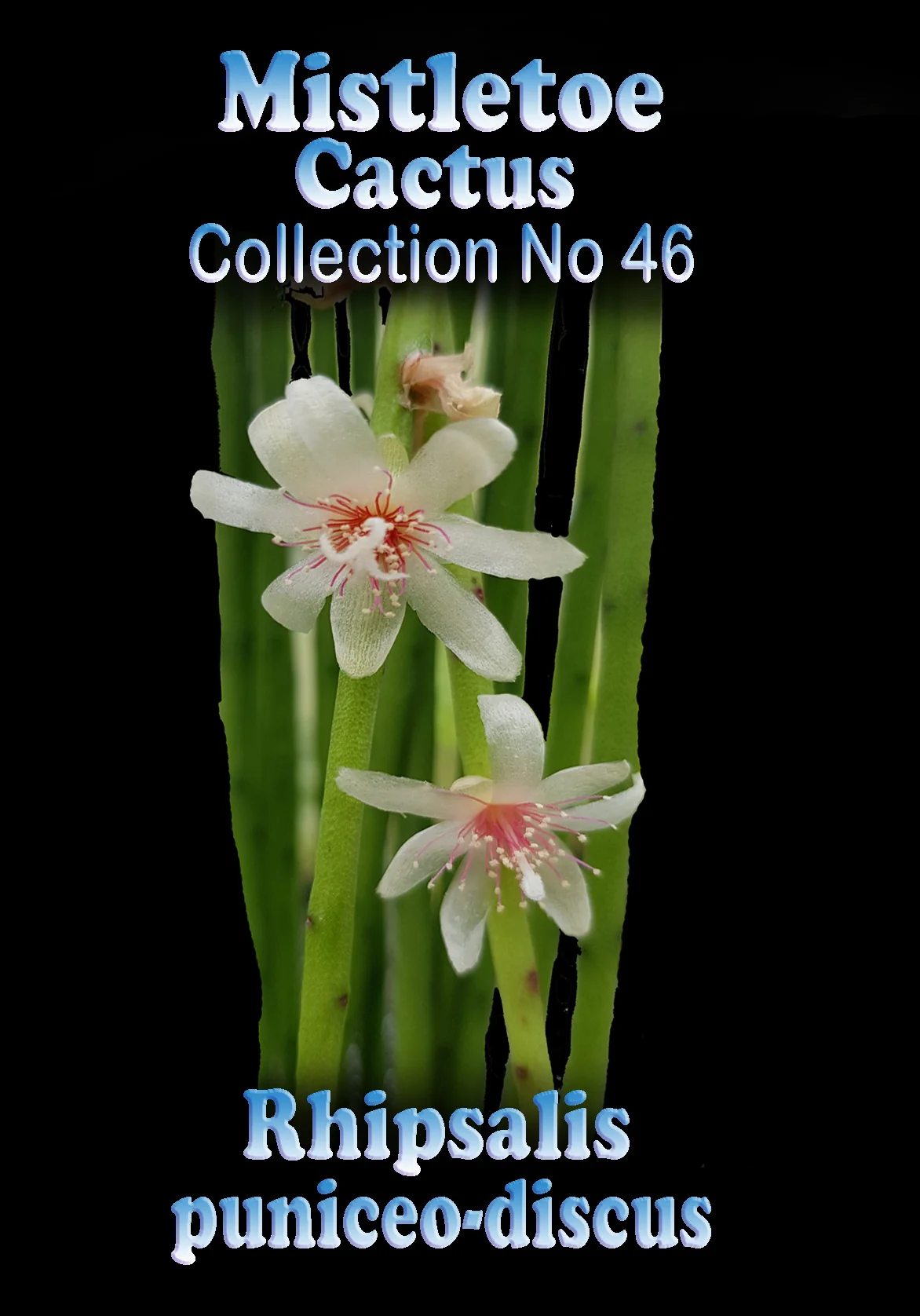 Rhipsalis puniceodiscus - Mistletoe Cactus - Image 3