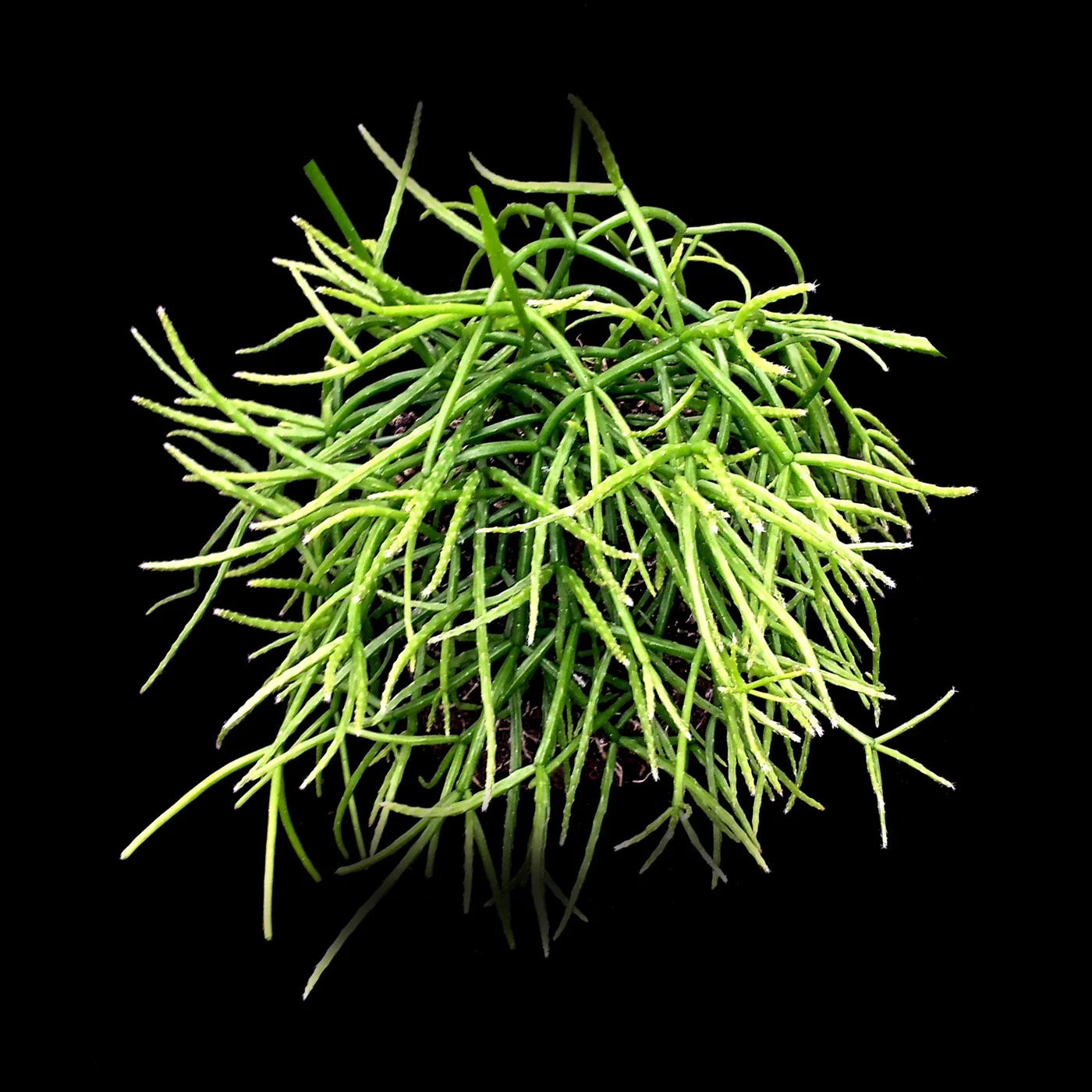 Rhipsalis teres f. prismatica - Mistletoe Cactus