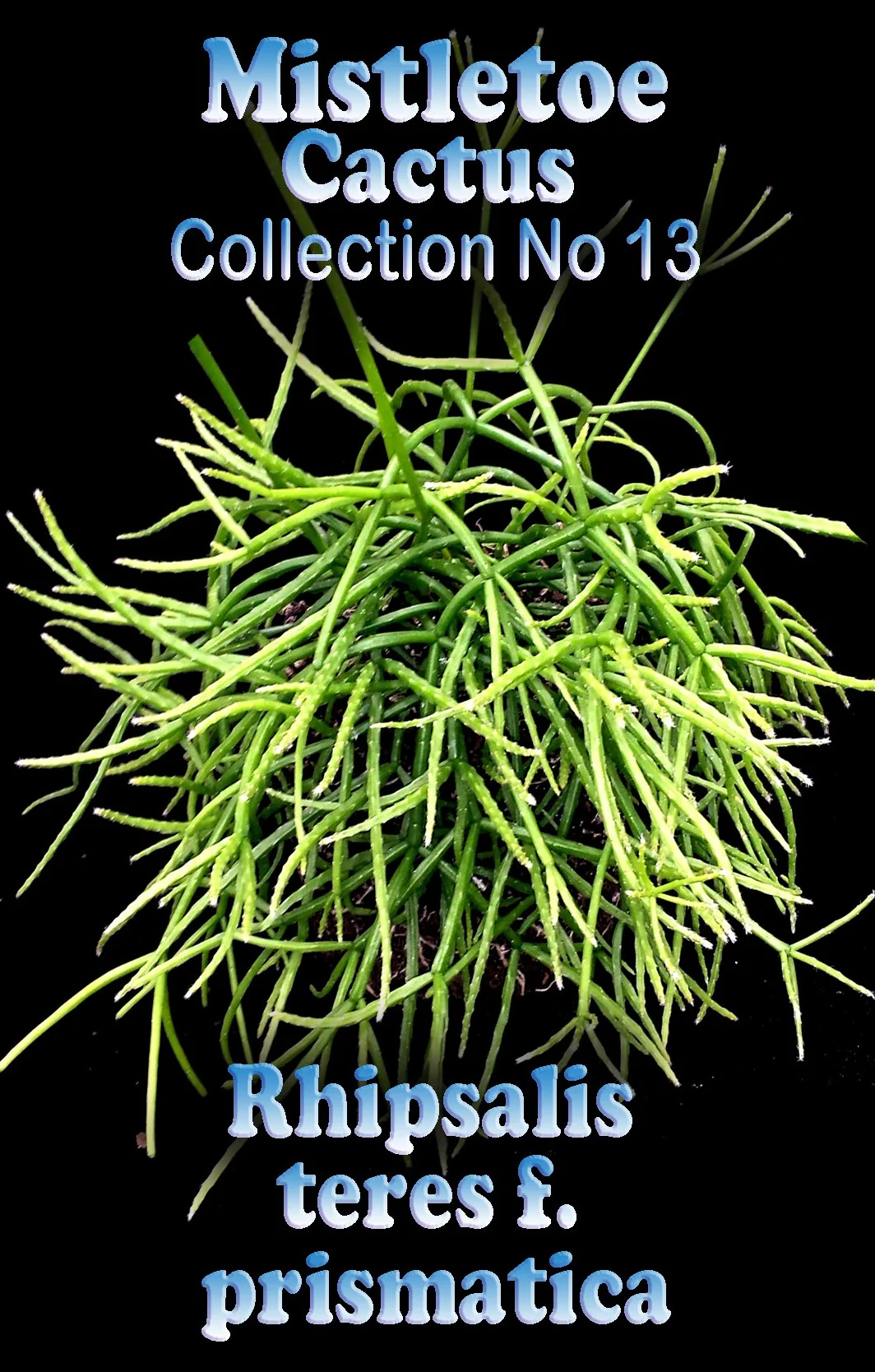 Rhipsalis teres f. prismatica - Mistletoe Cactus - Image 2