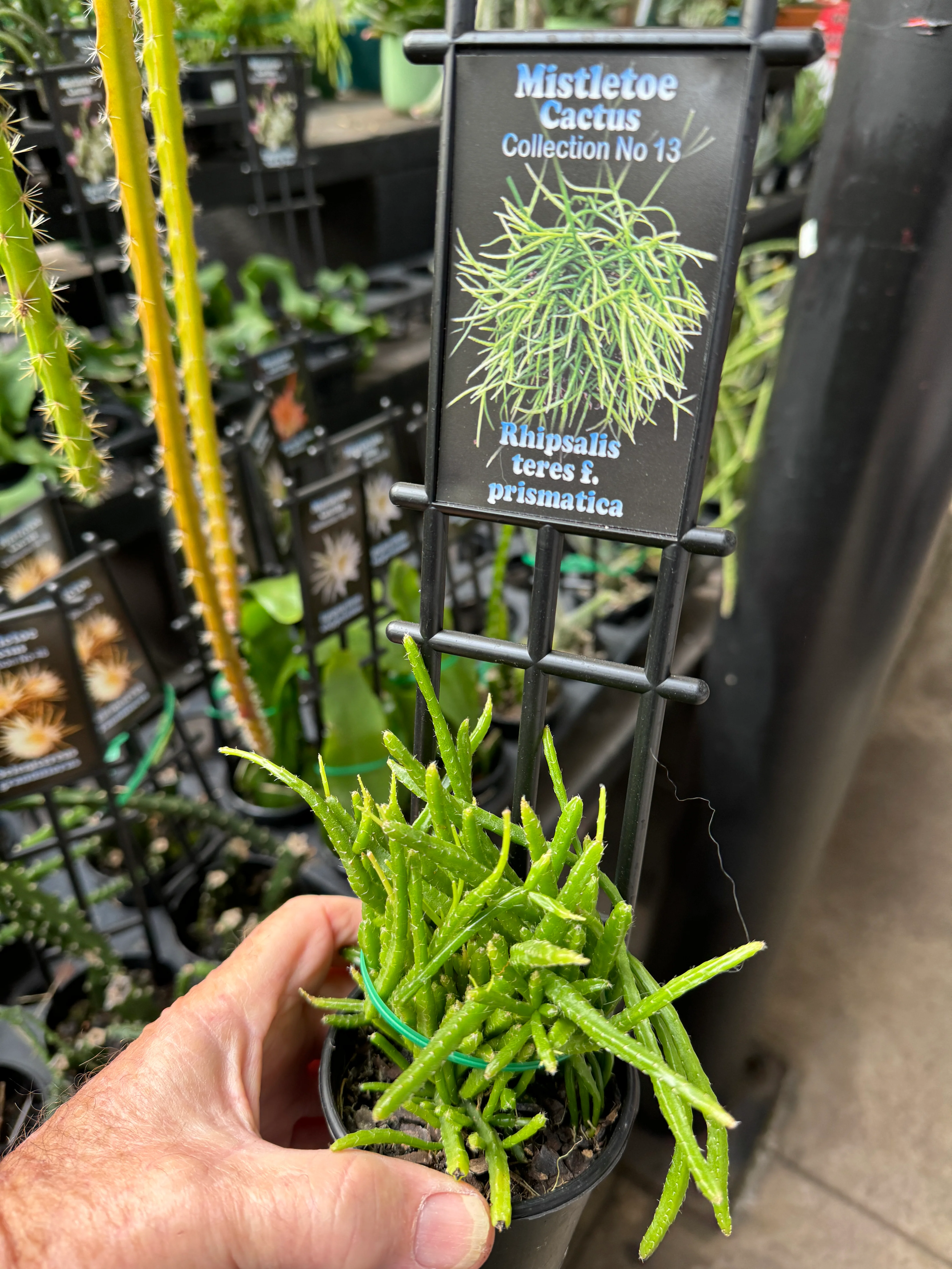 Rhipsalis teres f. prismatica - Mistletoe Cactus - Image 3