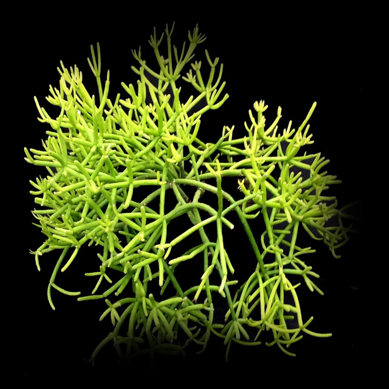 Rhipsalis teres f. heteroclada - Mistletoe Cactus