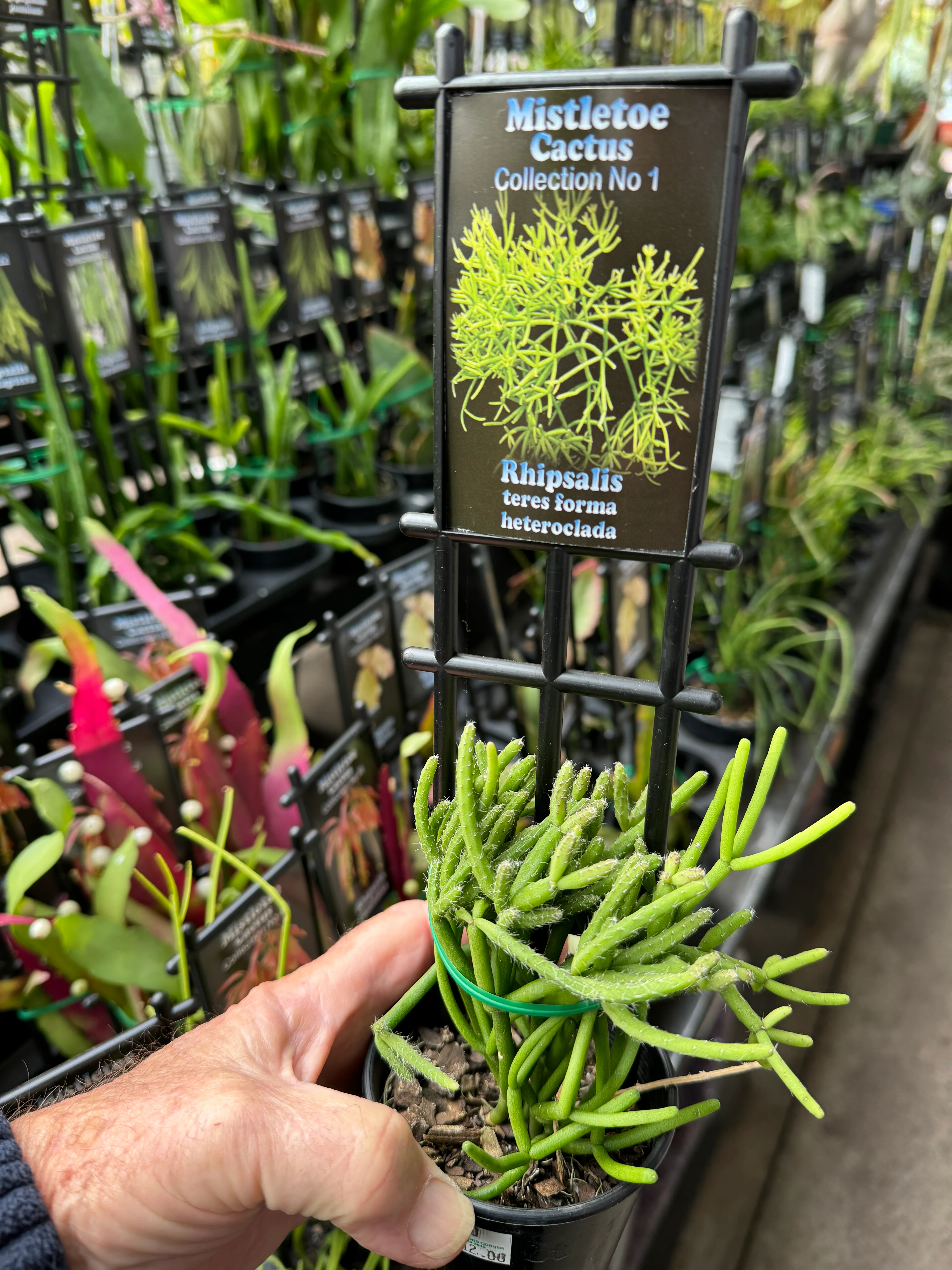 Rhipsalis teres f. heteroclada - Mistletoe Cactus - Image 2