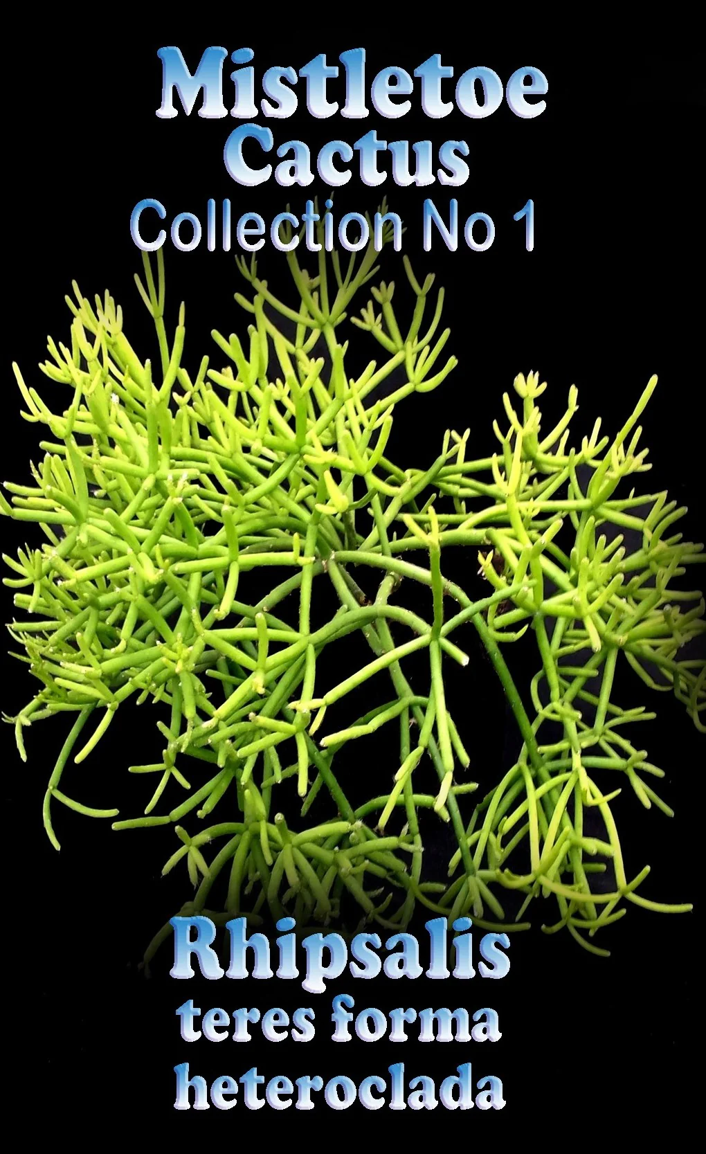 Rhipsalis teres f. heteroclada - Mistletoe Cactus - Image 3