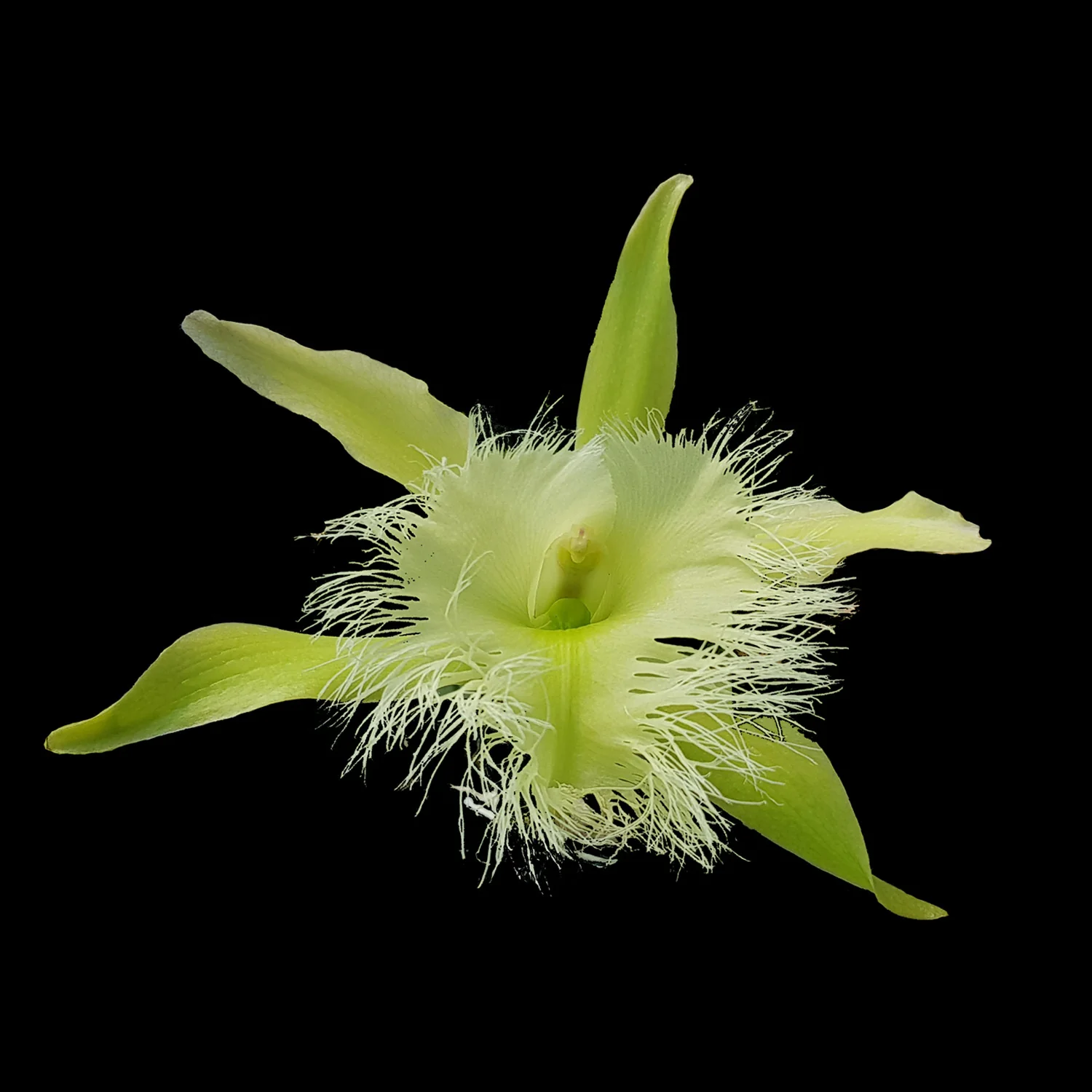 Rhyncholaelia digbyana