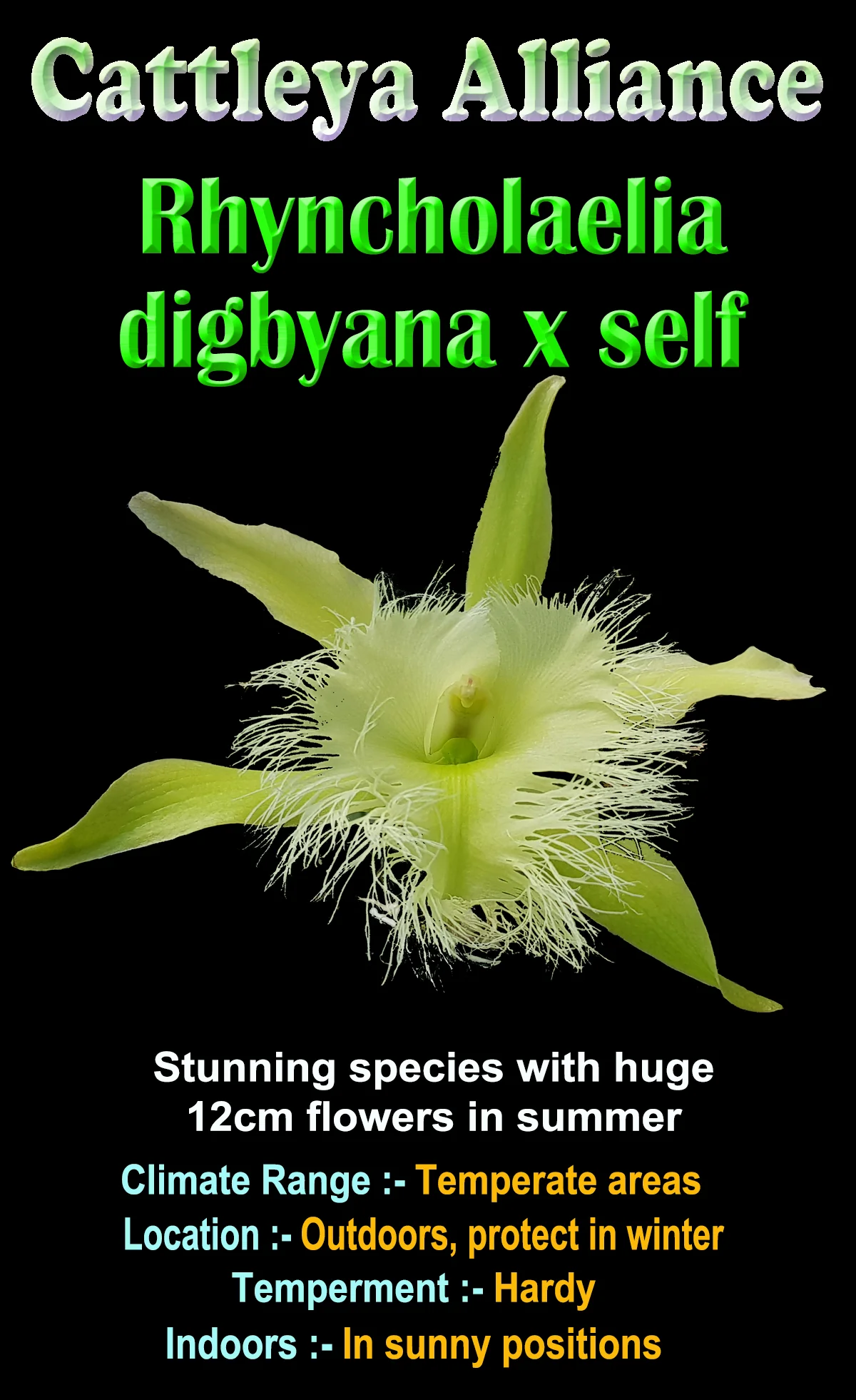Rhyncholaelia digbyana - Image 2