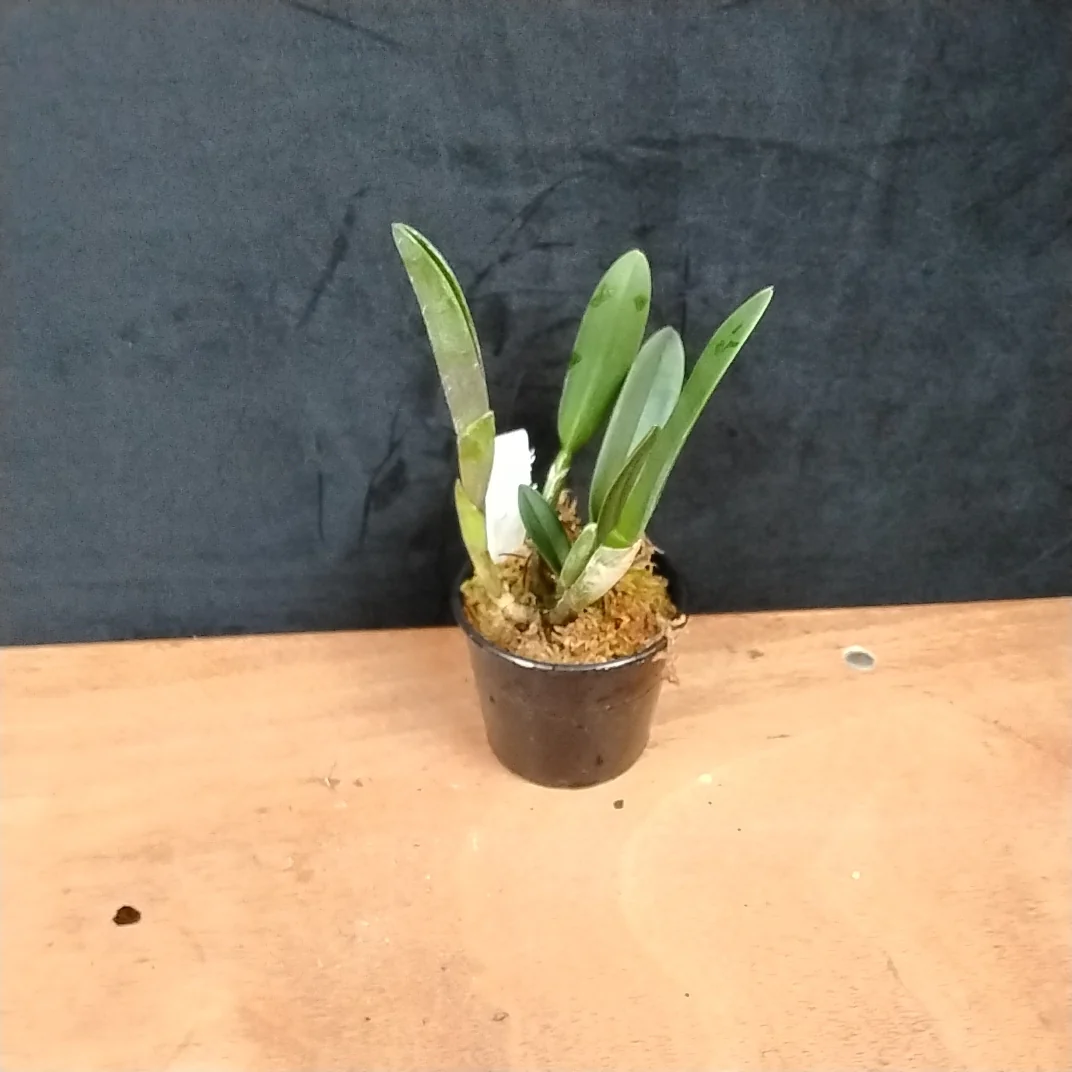 Rhyncholaelia digbyana - Image 3