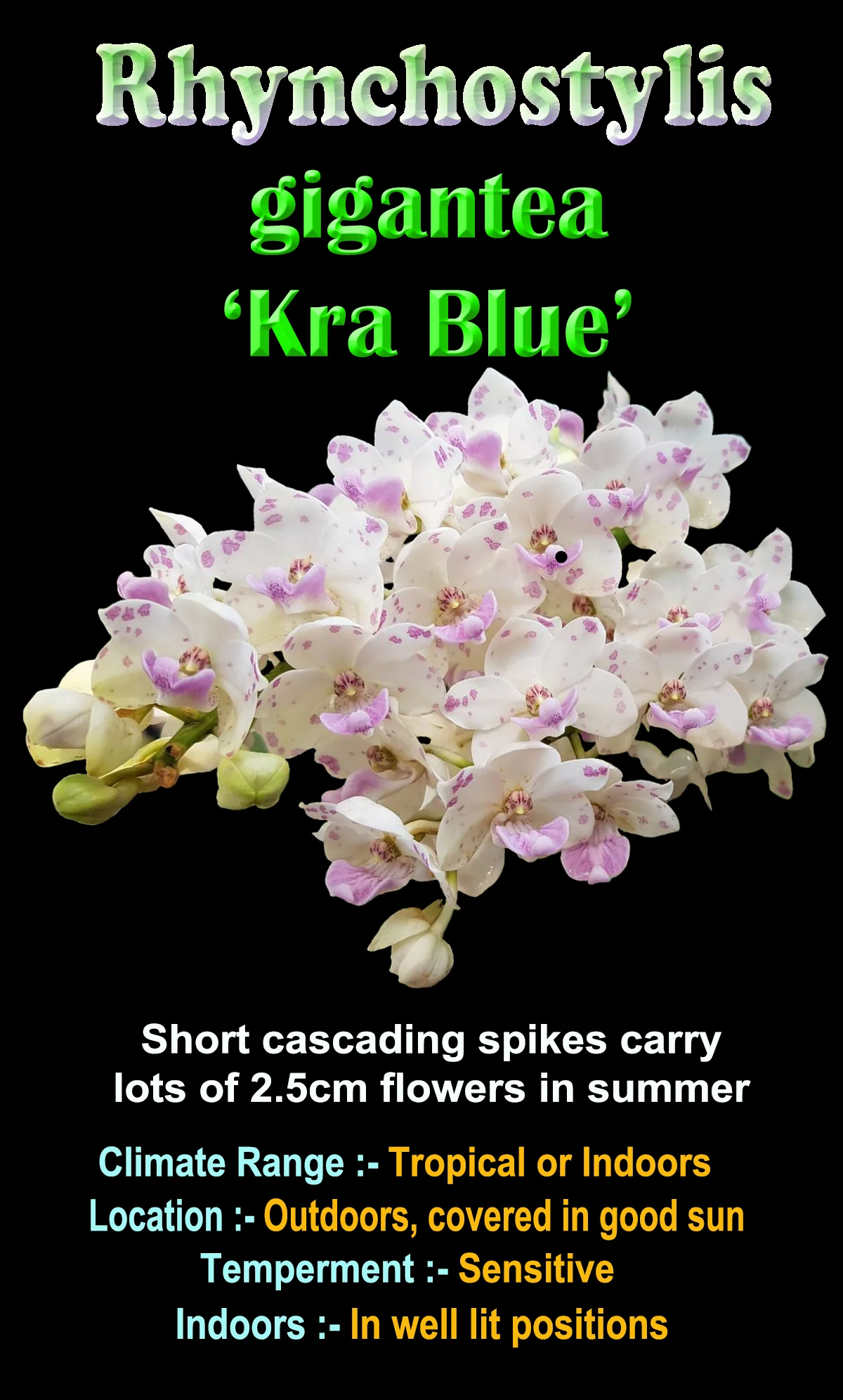 Rhynchostylis gigantea 'Kra Blue' - Image 2