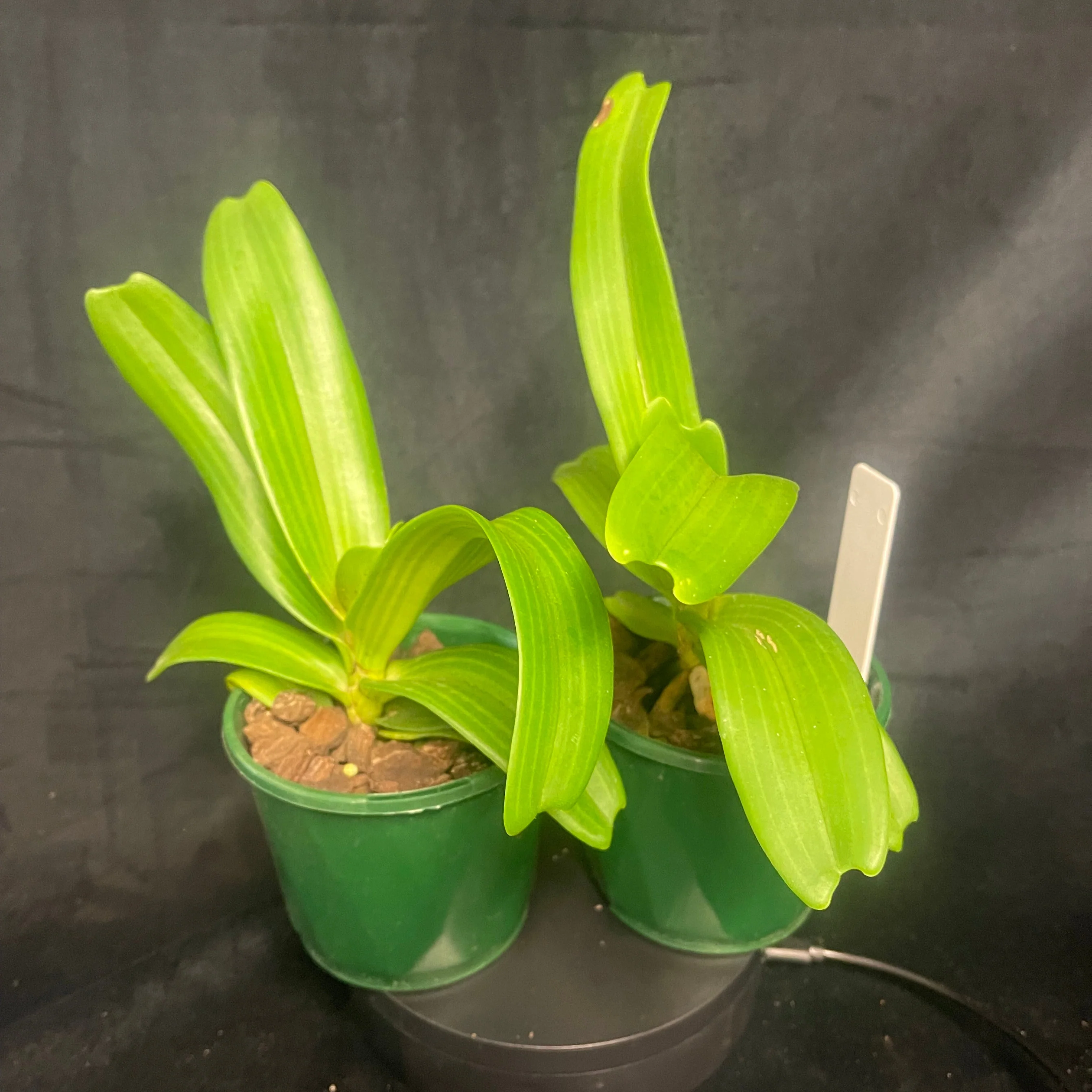 Rhynchostylis gigantea 'Kra Blue' - Image 3