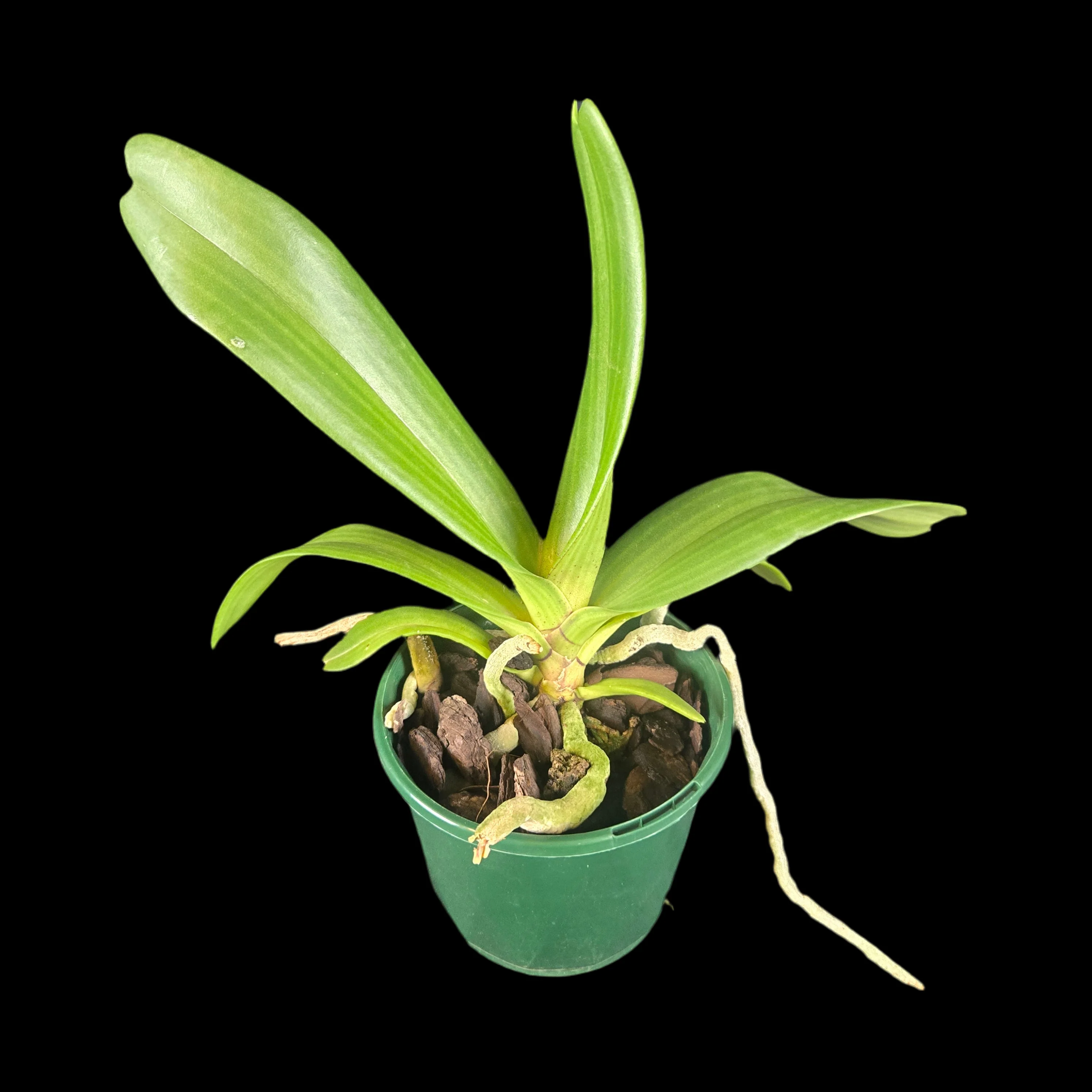 Rhynchostylis gigantea 'Orange' - Image 2
