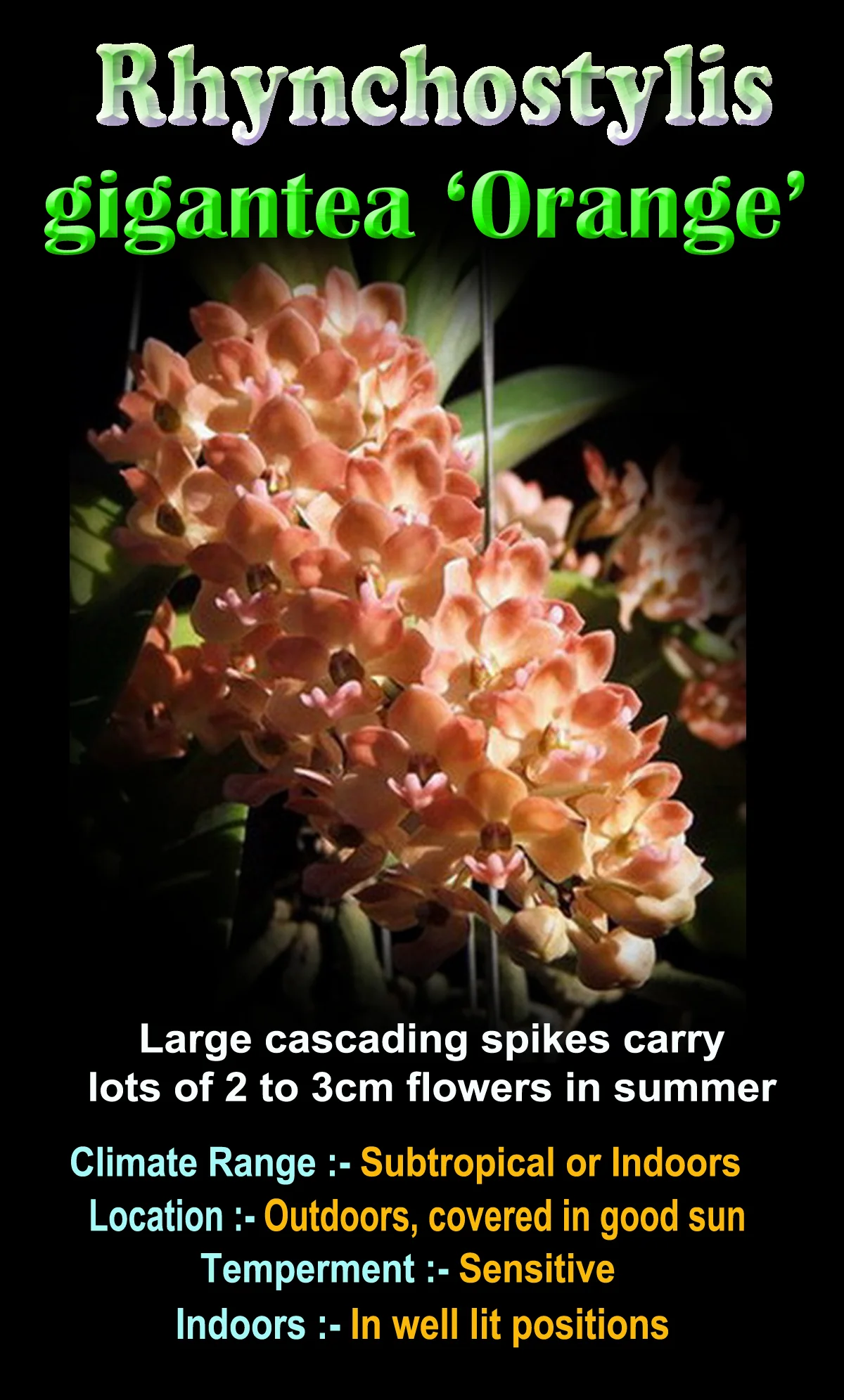 Rhynchostylis gigantea 'Orange' - Image 3