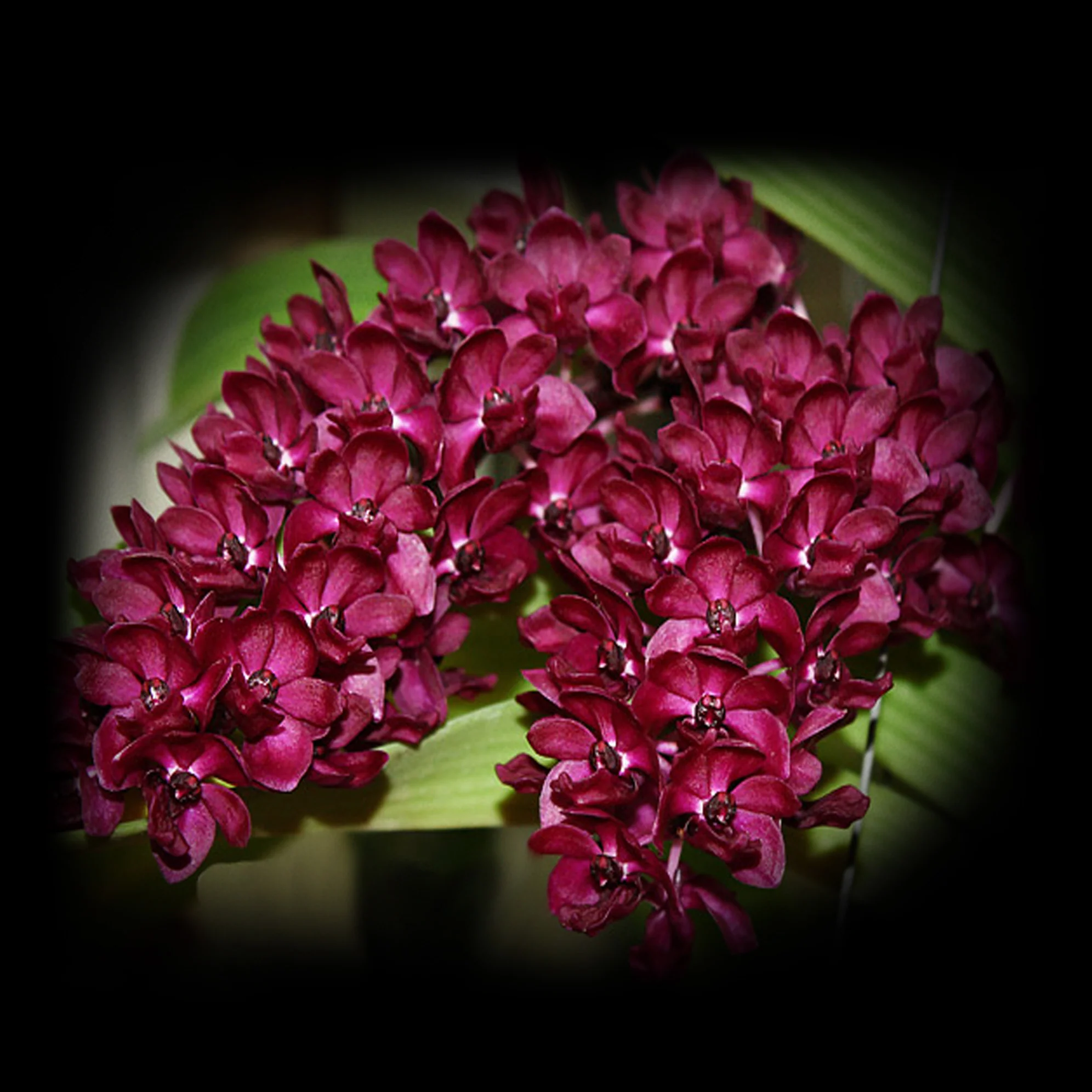 Rhynchostylis gigantea 'Red' - Fragrant Blooms