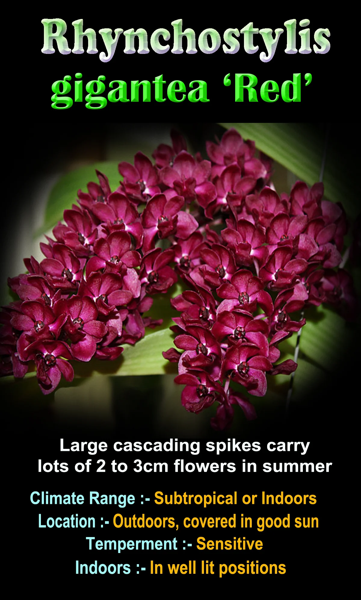 Rhynchostylis gigantea 'Red' - Fragrant Blooms - Image 2