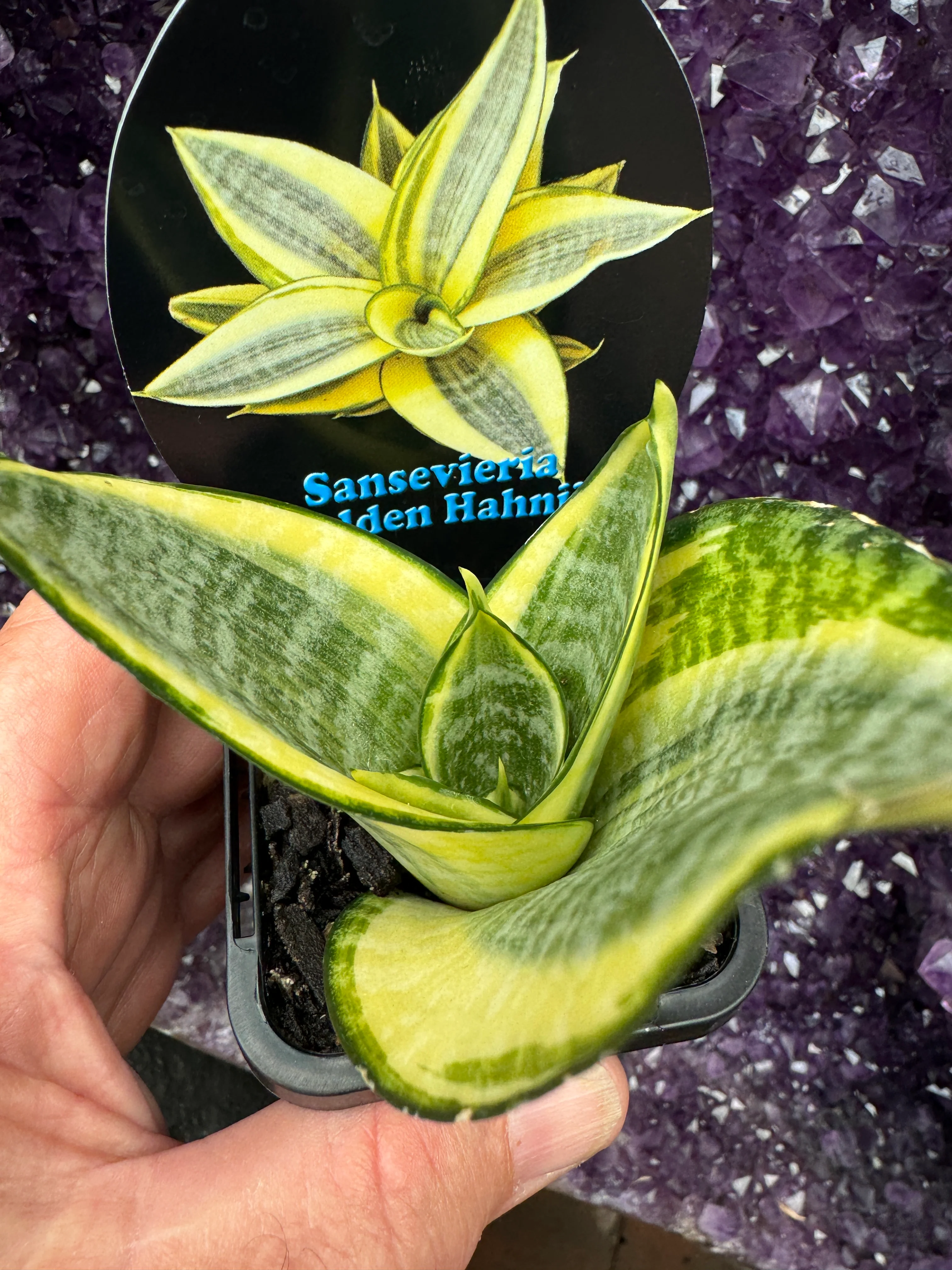Sansevieria trifasciata 'Golden Hahnii' - Image 2