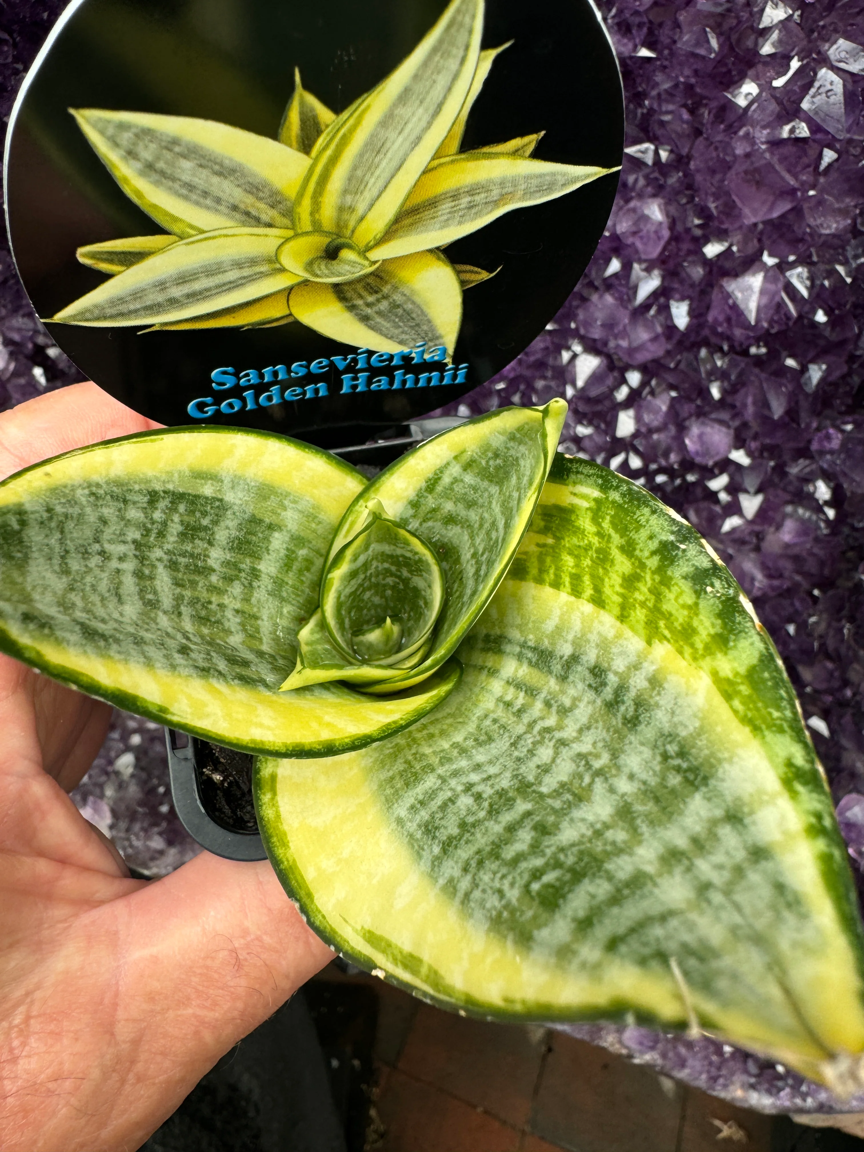 Sansevieria trifasciata 'Golden Hahnii' - Image 3