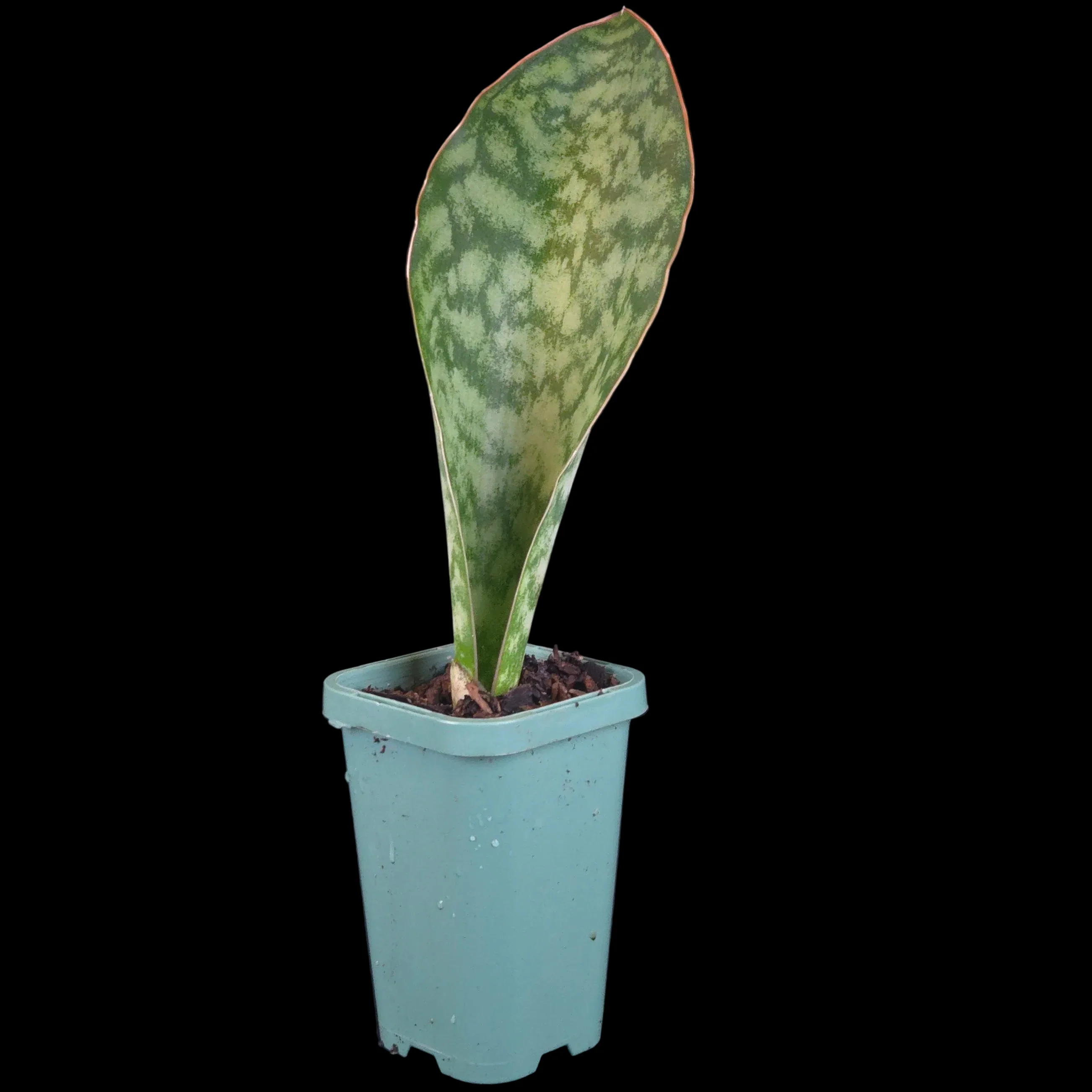 Sansevieria masoniana - Image 2