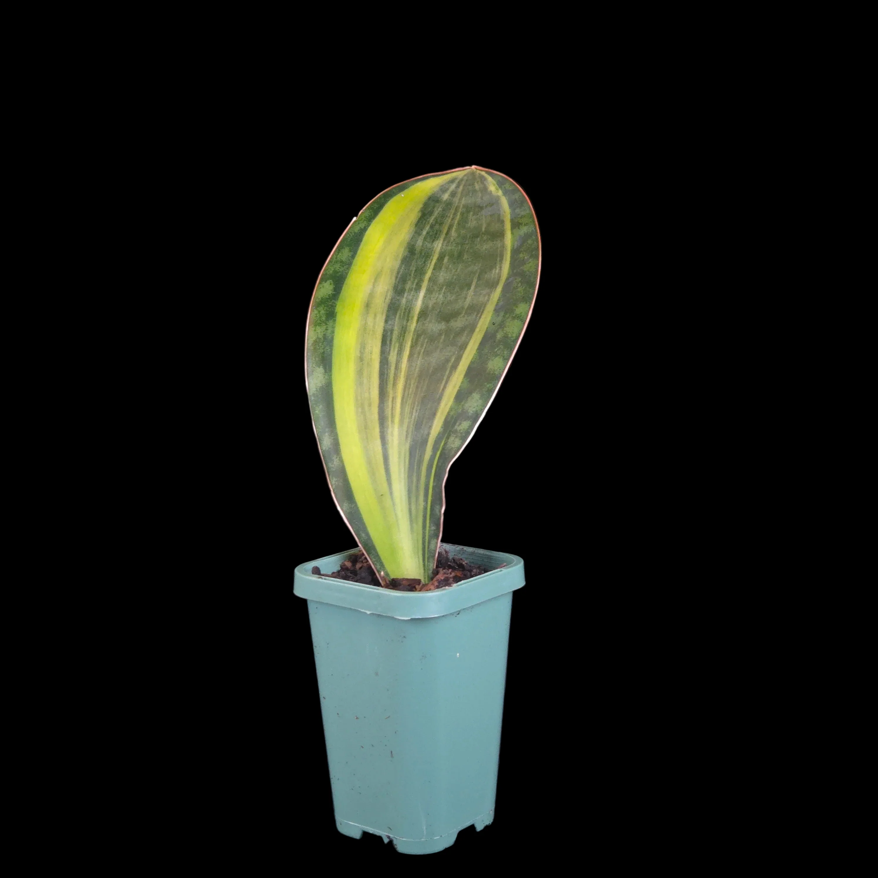 Sansevieria masoniana ‘Variegata’ - Image 2