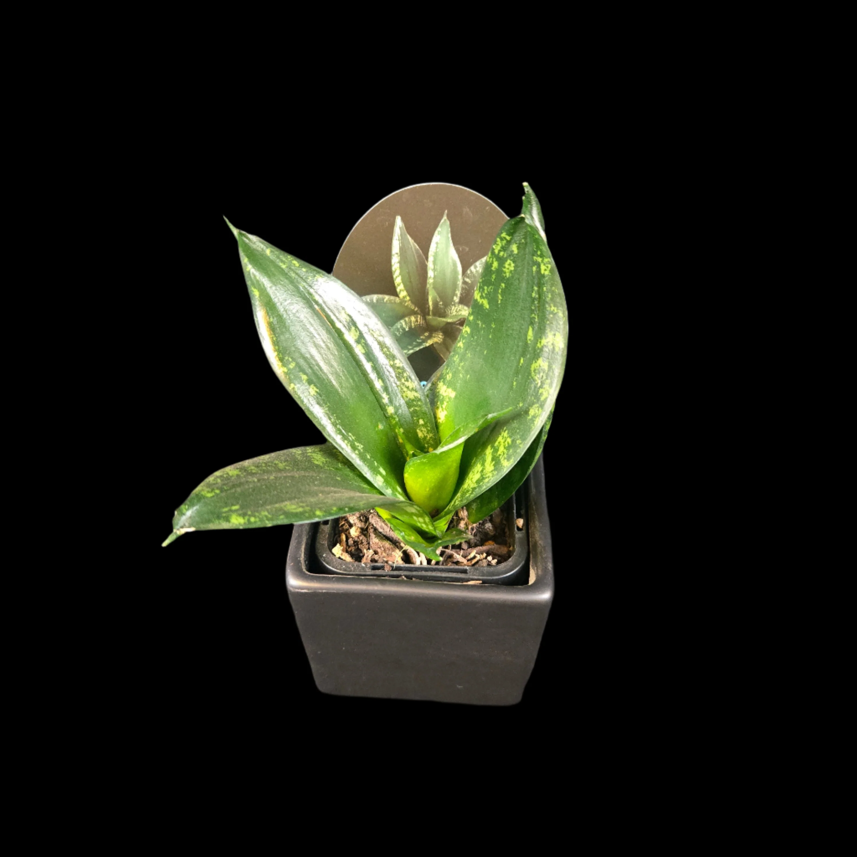 Sansevieria trifasciata 'Dwarf Whitney' - Image 2