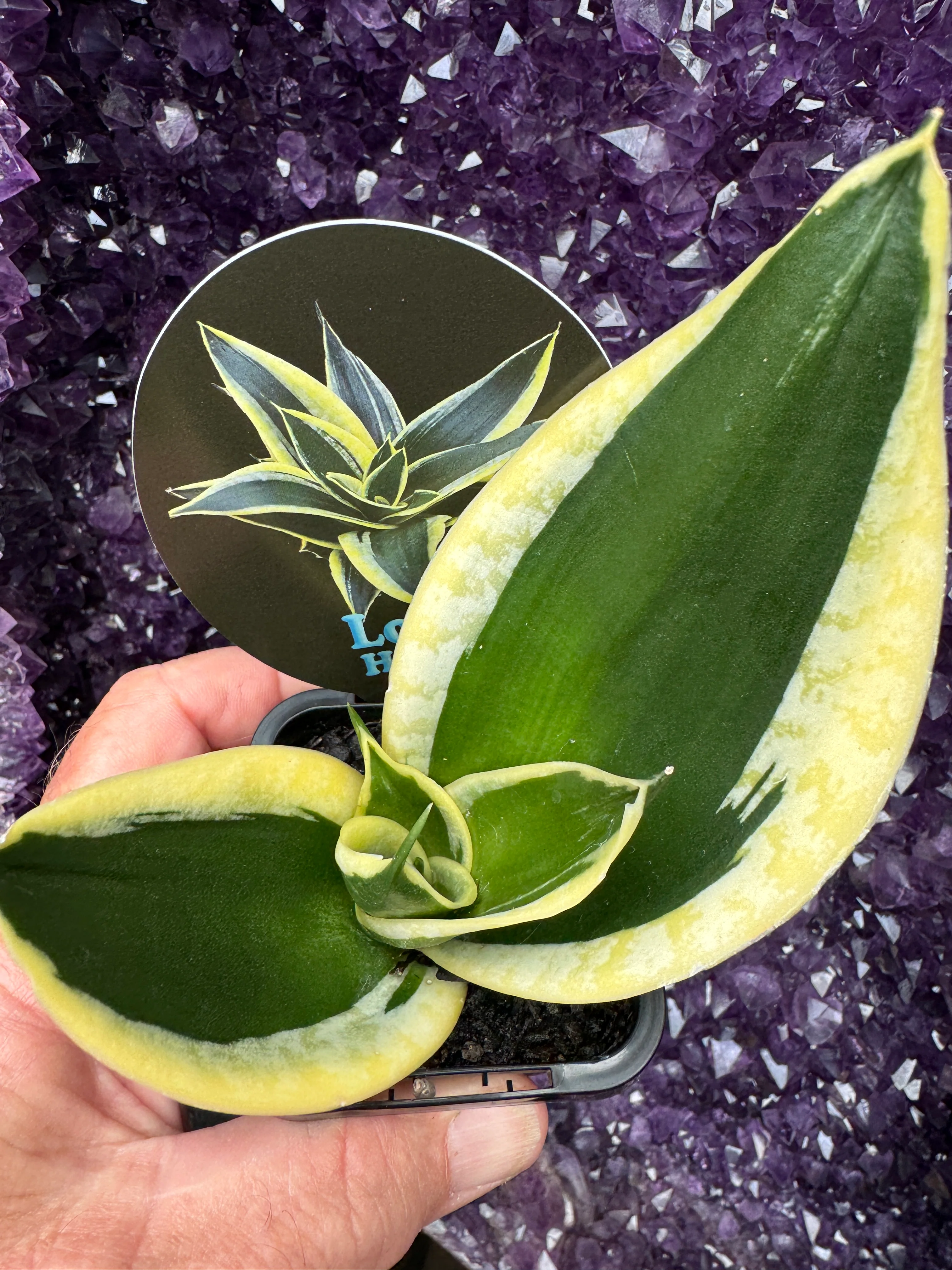 Sansevieria trifasciata 'Lotus Hahnii' - Image 3