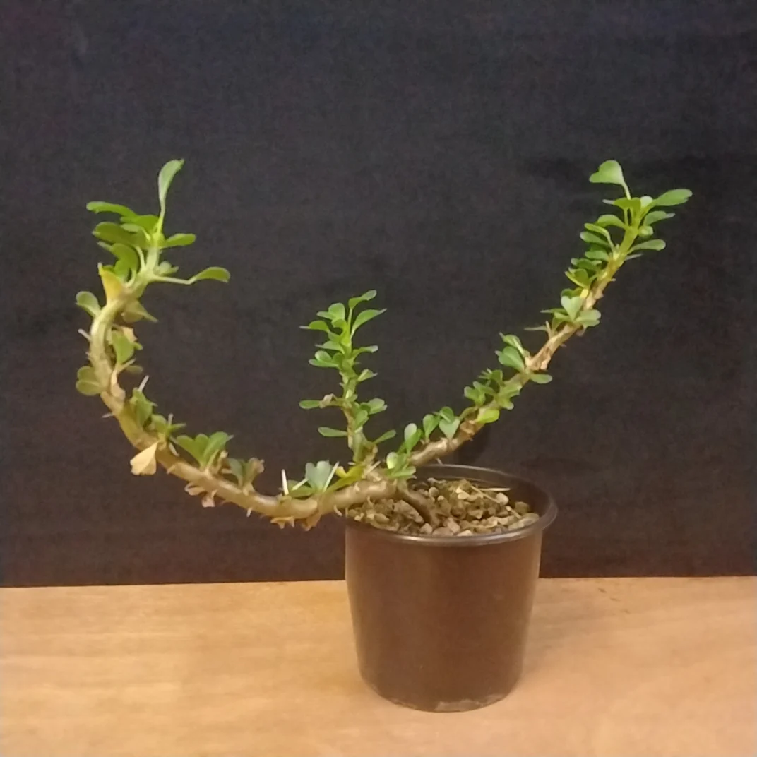 Sarcocaulon vanderietiae - Image 2