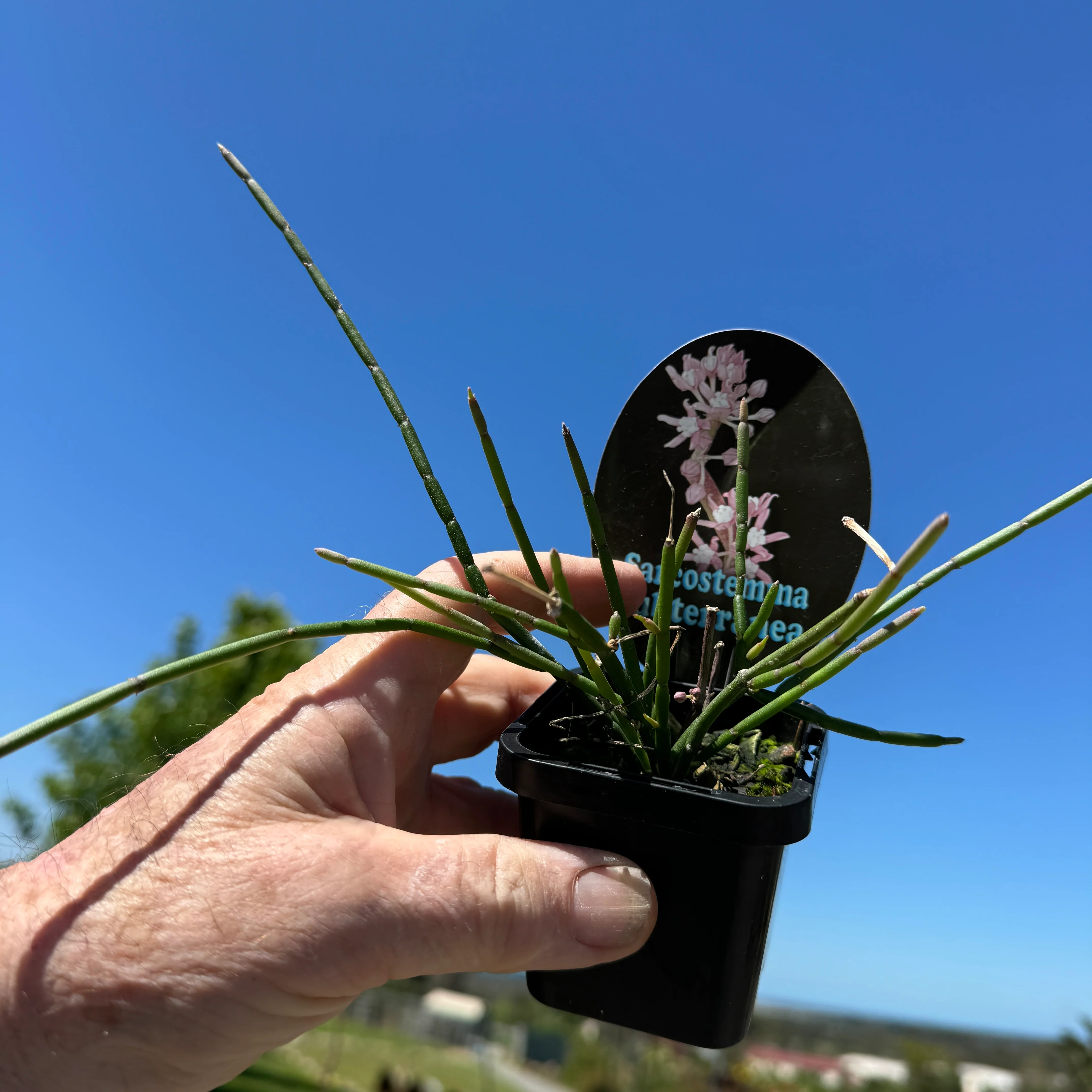 Sarcostemma subterranea - Image 2