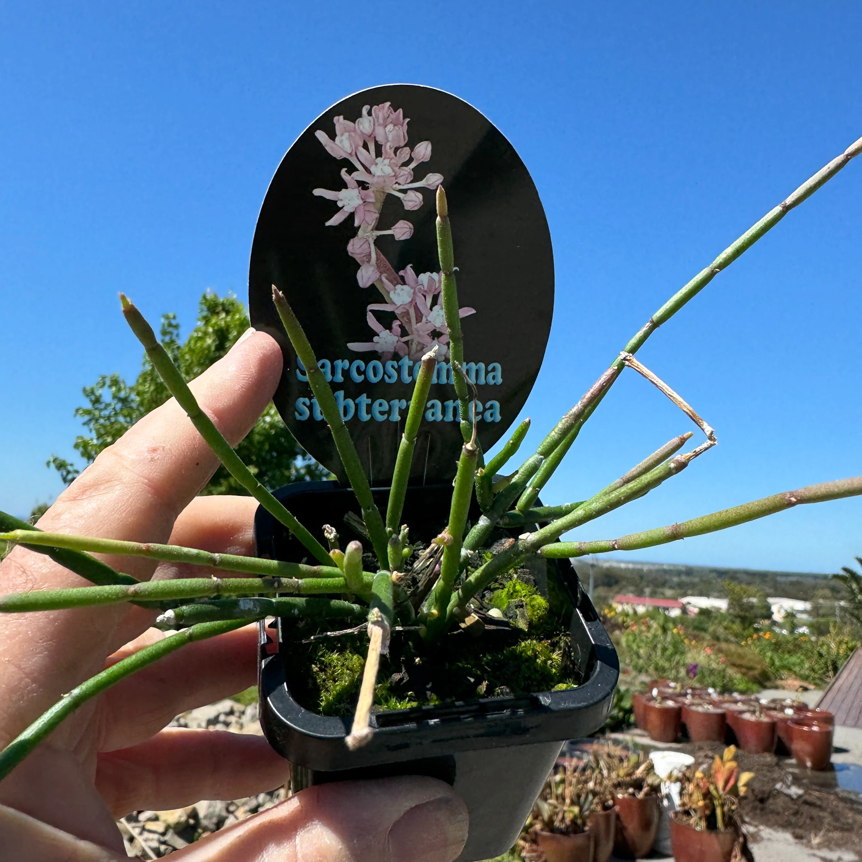 Sarcostemma subterranea - Image 3