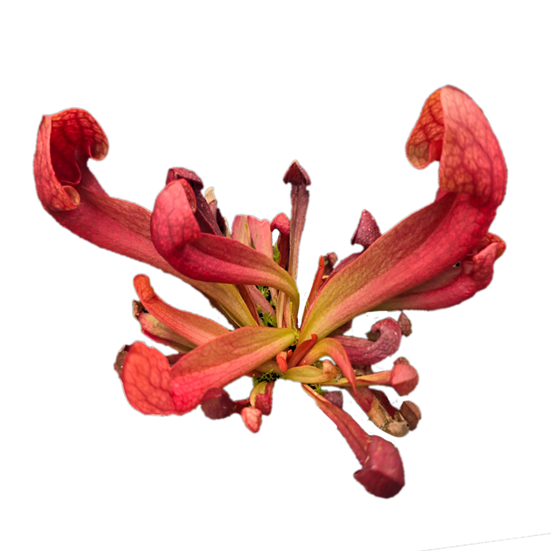 Sarracenia × courtii - Image 3
